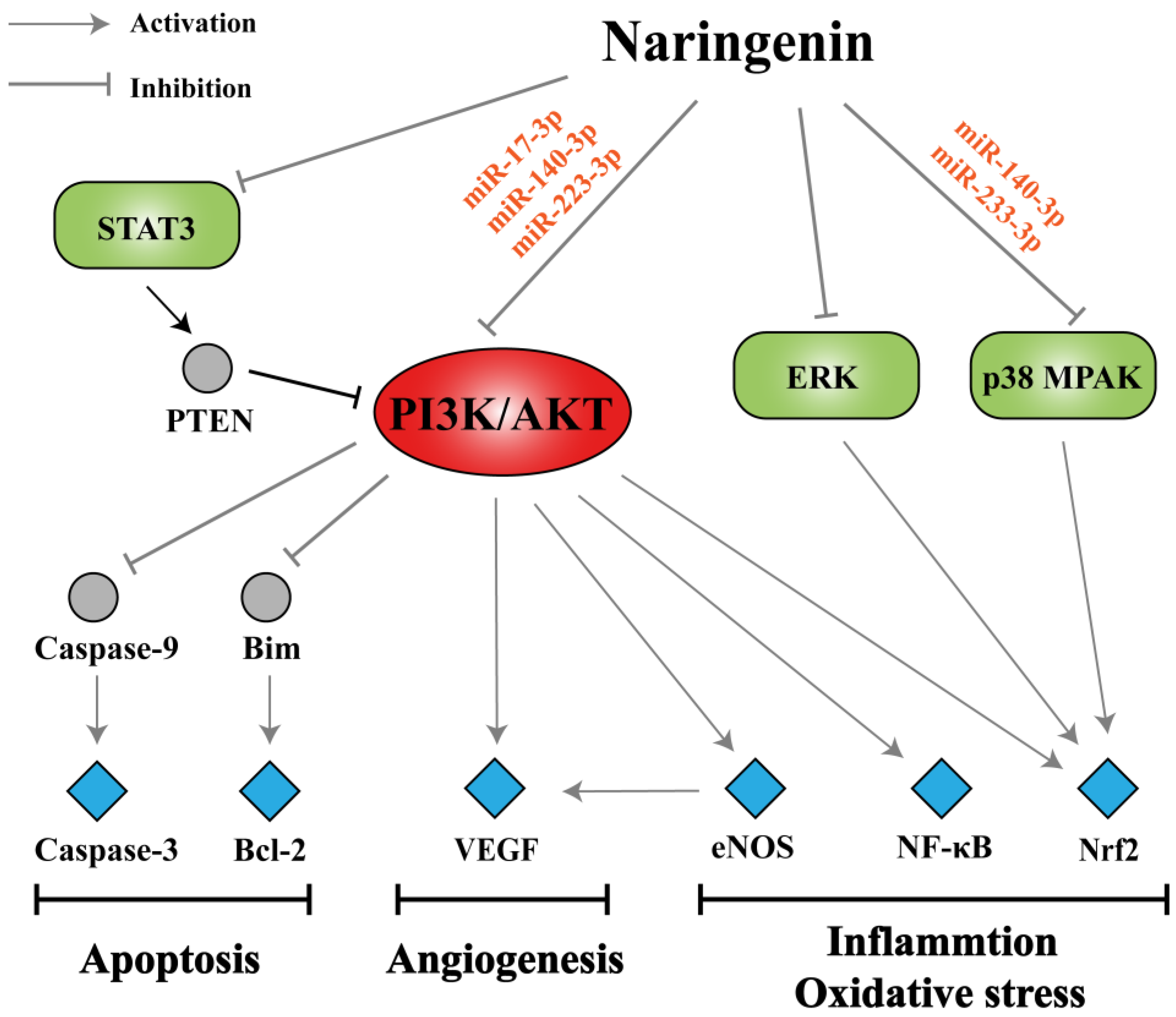 Biomolecules 10 01644 g007 Biomolecules 10 01644 g007
