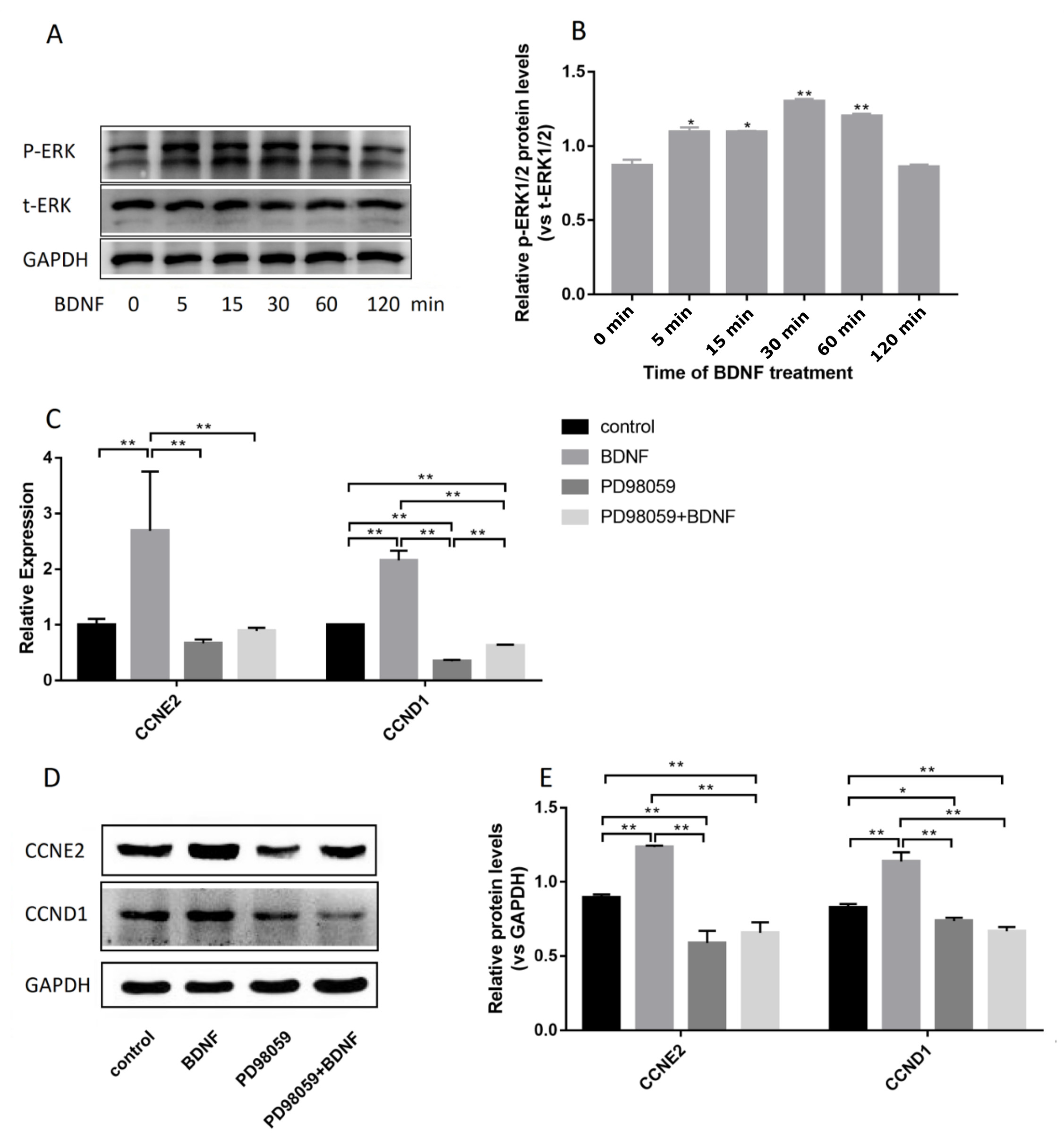 Biomolecules 10 01645 g006 Biomolecules 10 01645 g006