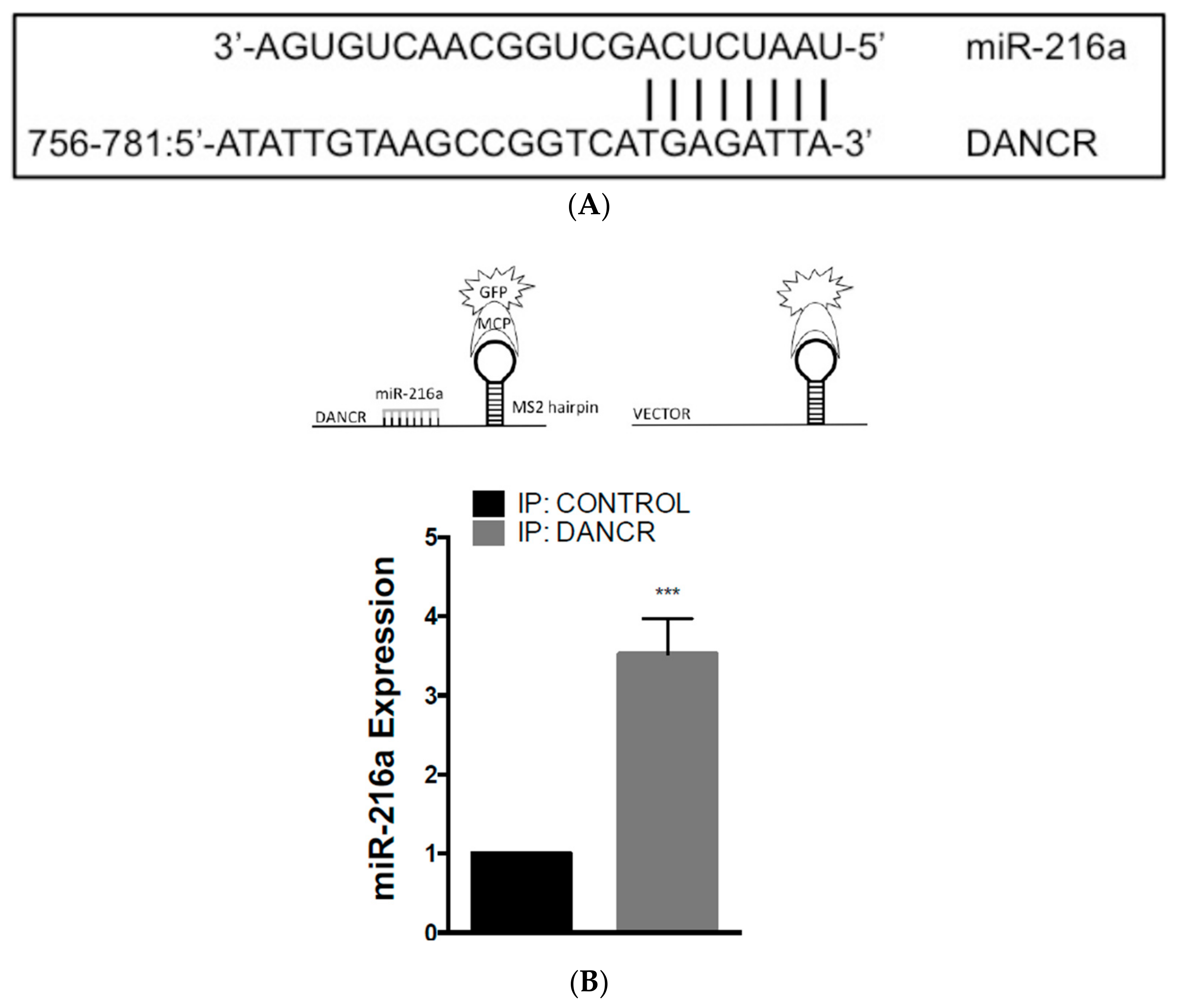 Biomolecules 10 01646 g005a Biomolecules 10 01646 g005a