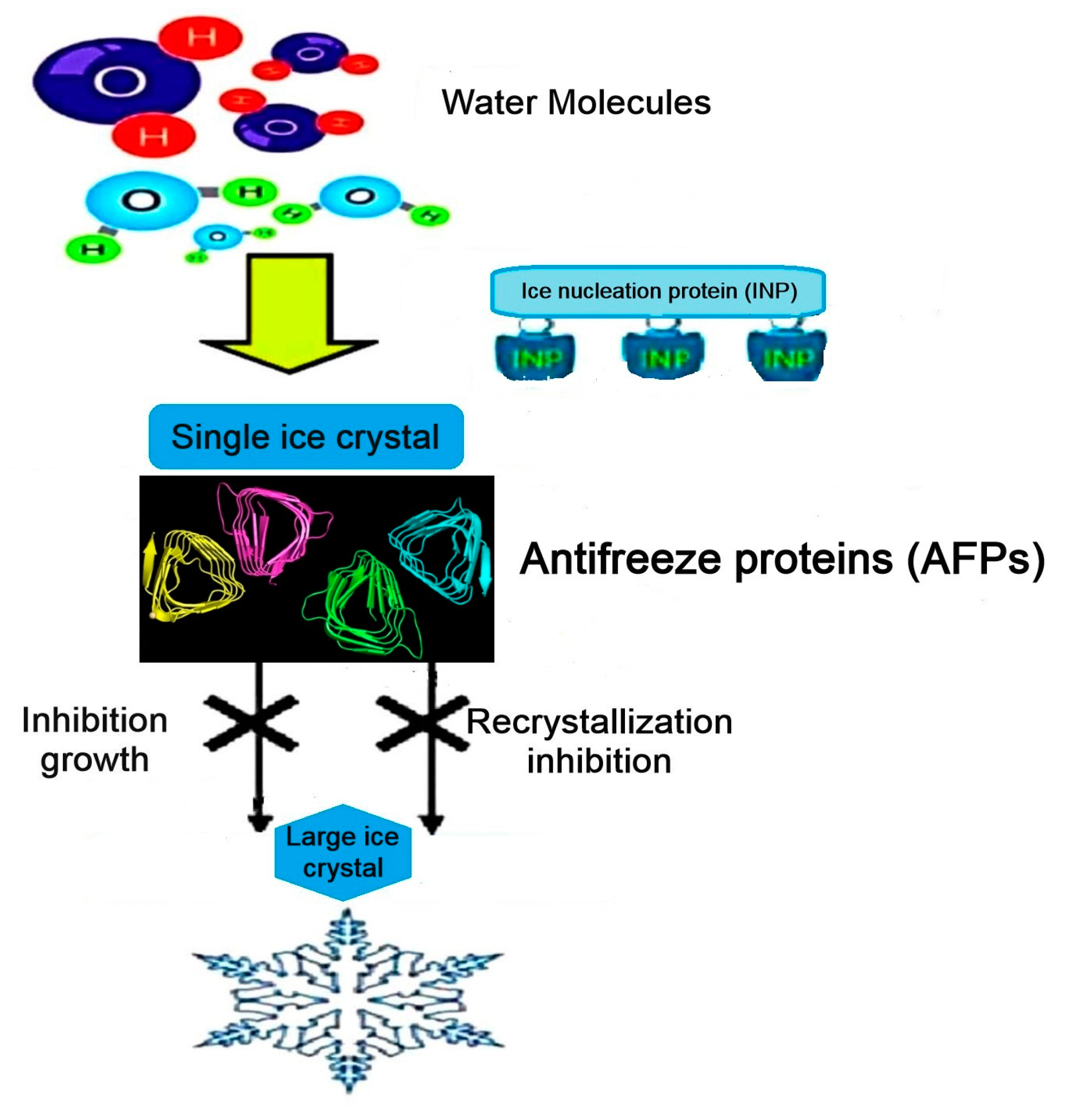 Biomolecules 10 01649 g002 Biomolecules 10 01649 g002