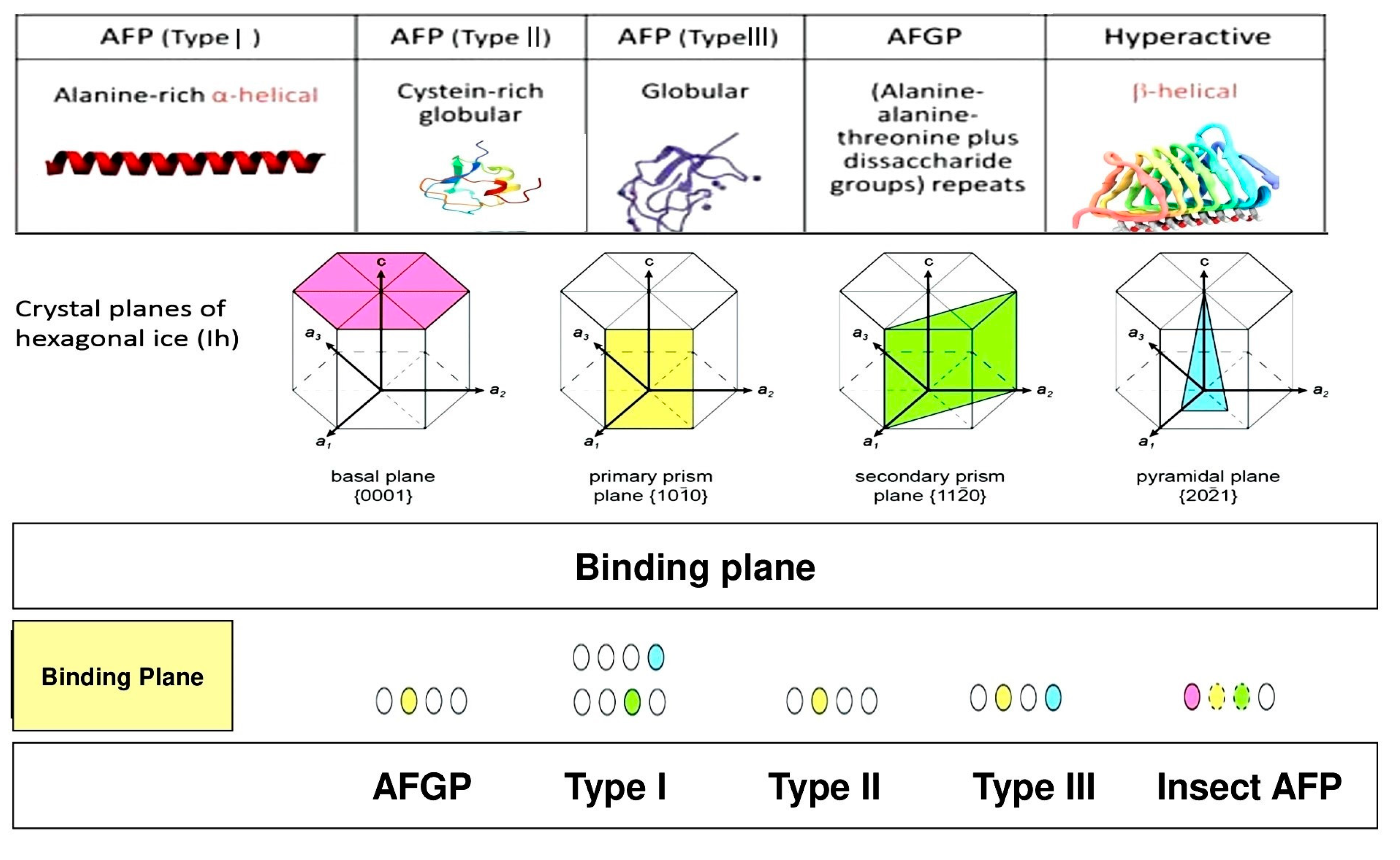Biomolecules 10 01649 g003 Biomolecules 10 01649 g003