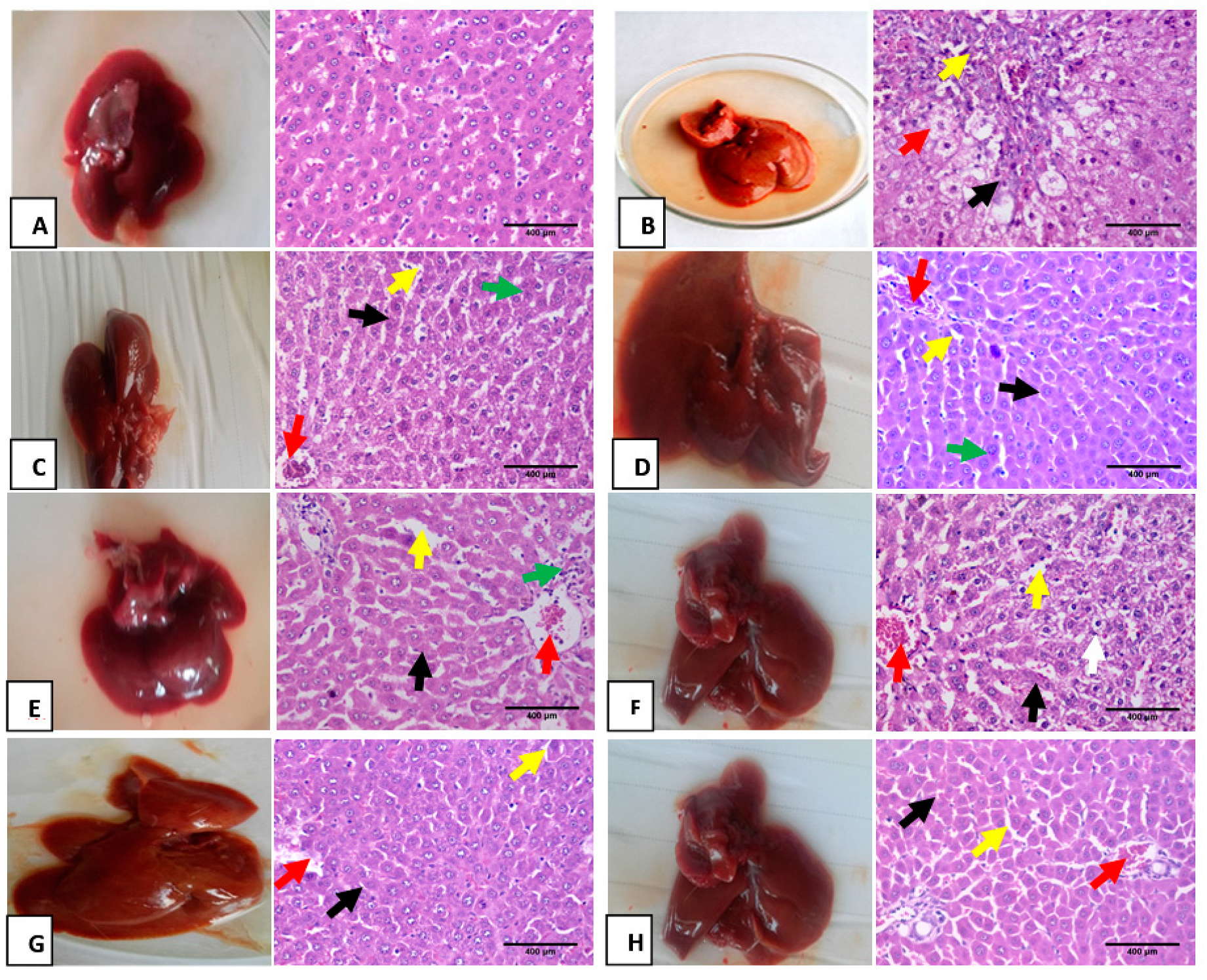Biomolecules 10 01650 g005