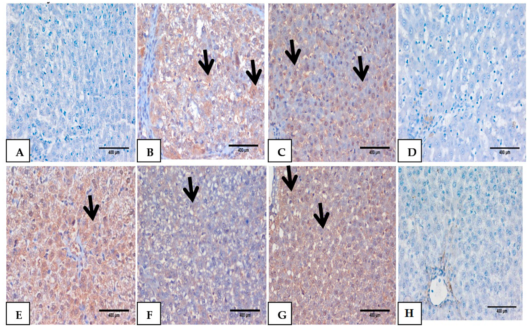 Biomolecules 10 01650 g006
