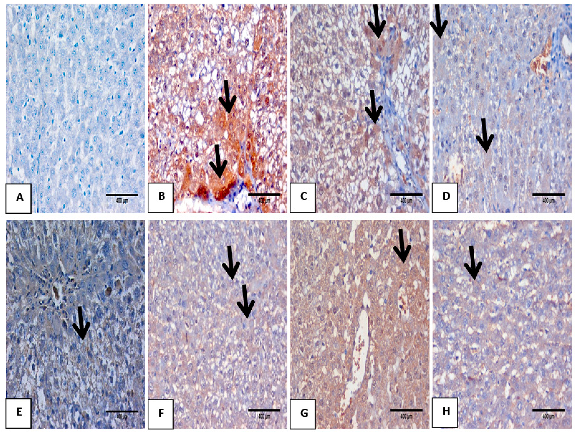 Biomolecules 10 01650 g007