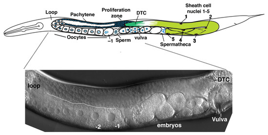 PDF) The POU Geneceh-18Promotes Gonadal Sheath Cell