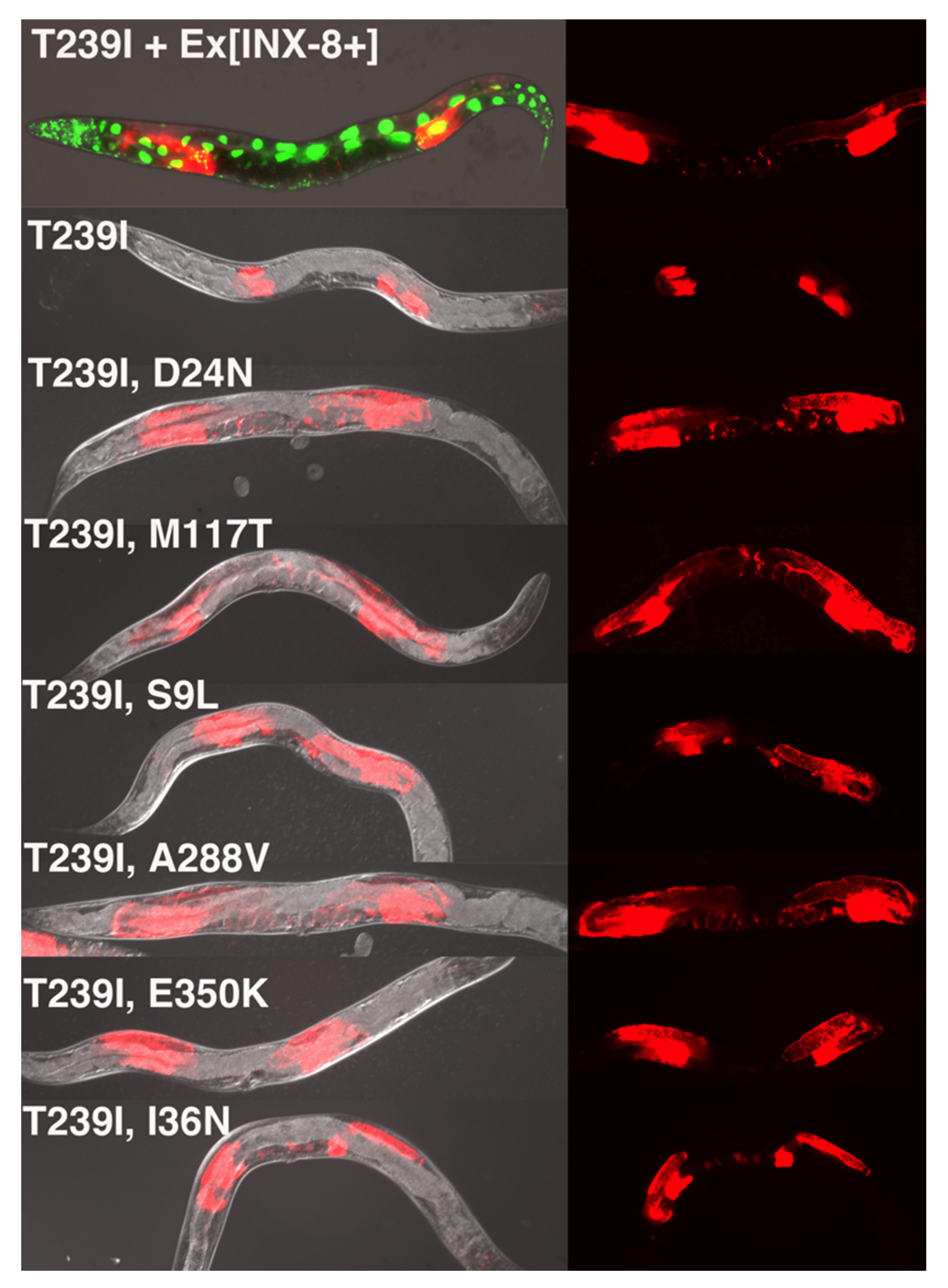 Biomolecules 10 01655 g002