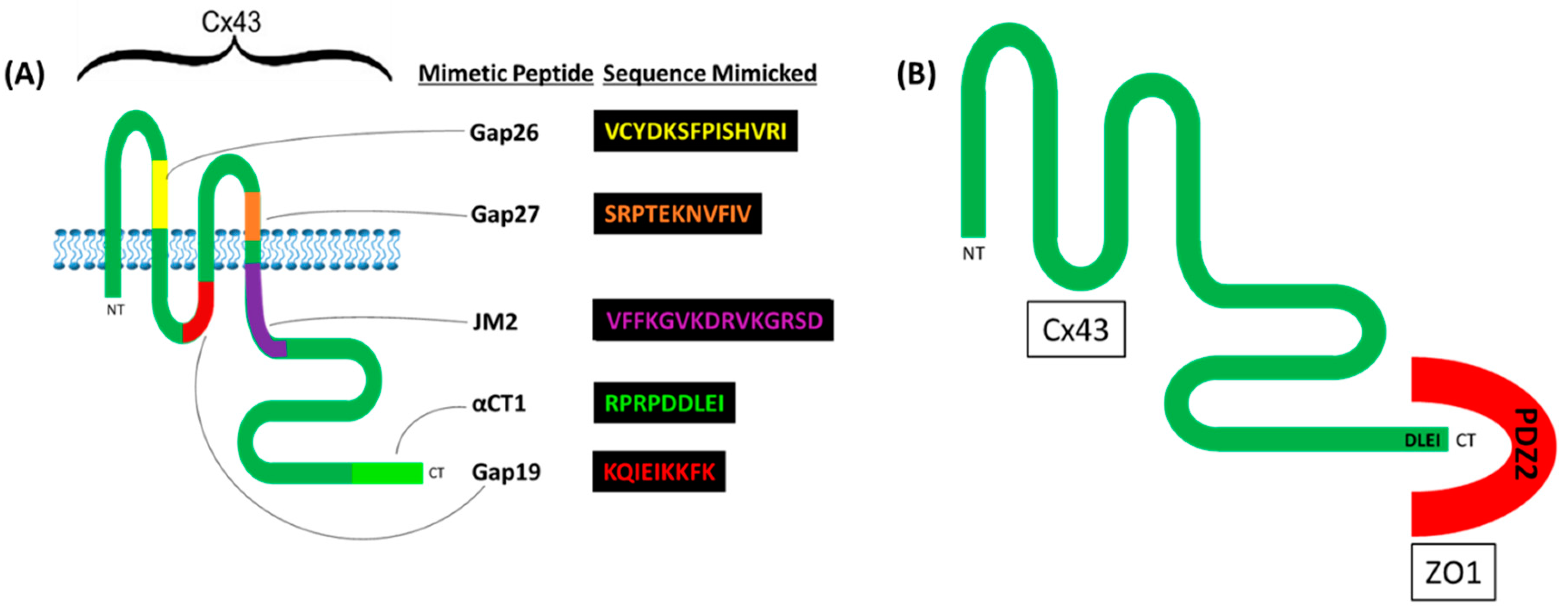 Cx43 and the Actin Cytoskeleton: Novel Roles and