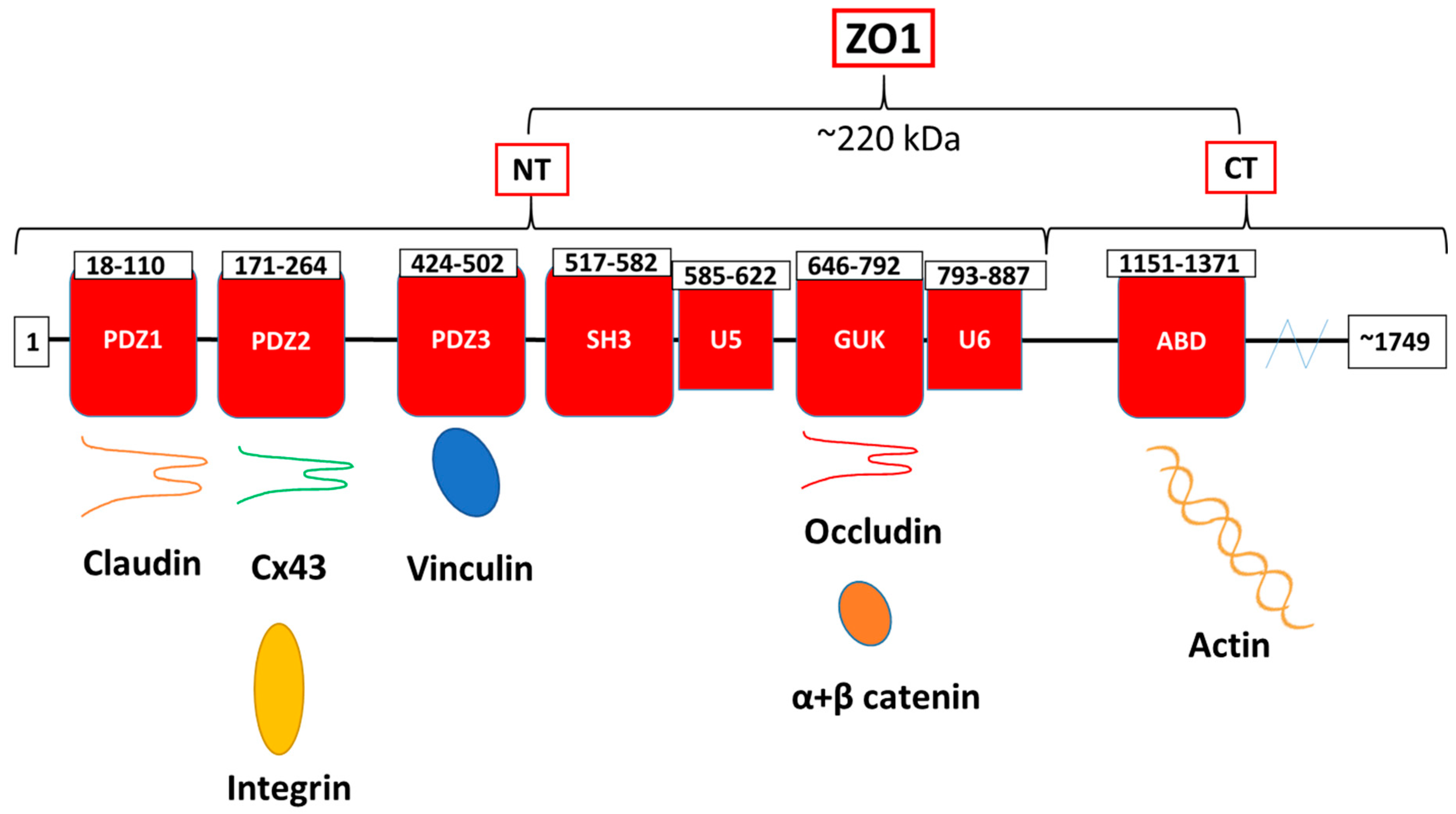 Biomolecules 10 01656 g002