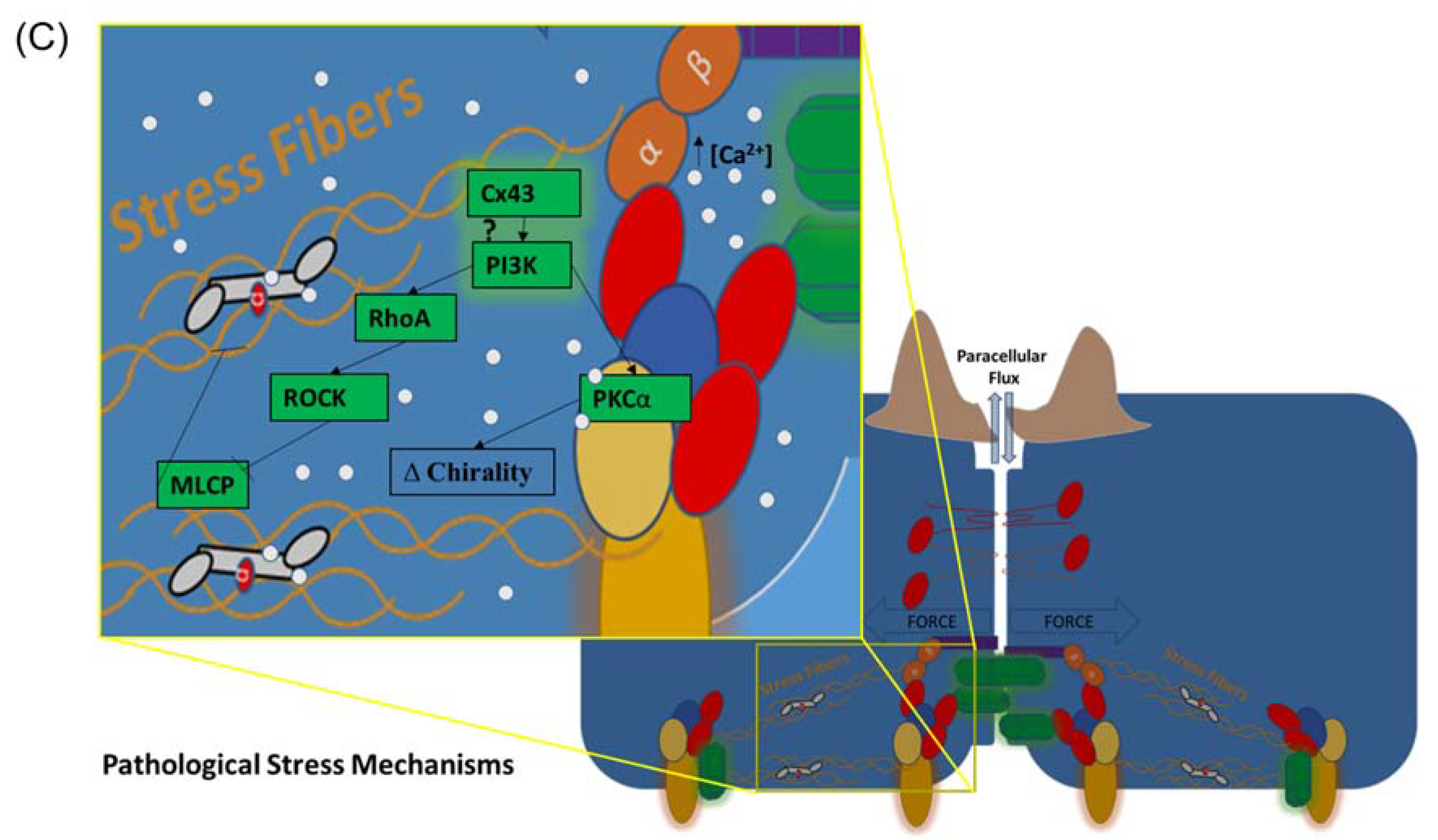 まとめ　c45 e96 Transforming growth factor-β1-induced N-cadherin drives cell