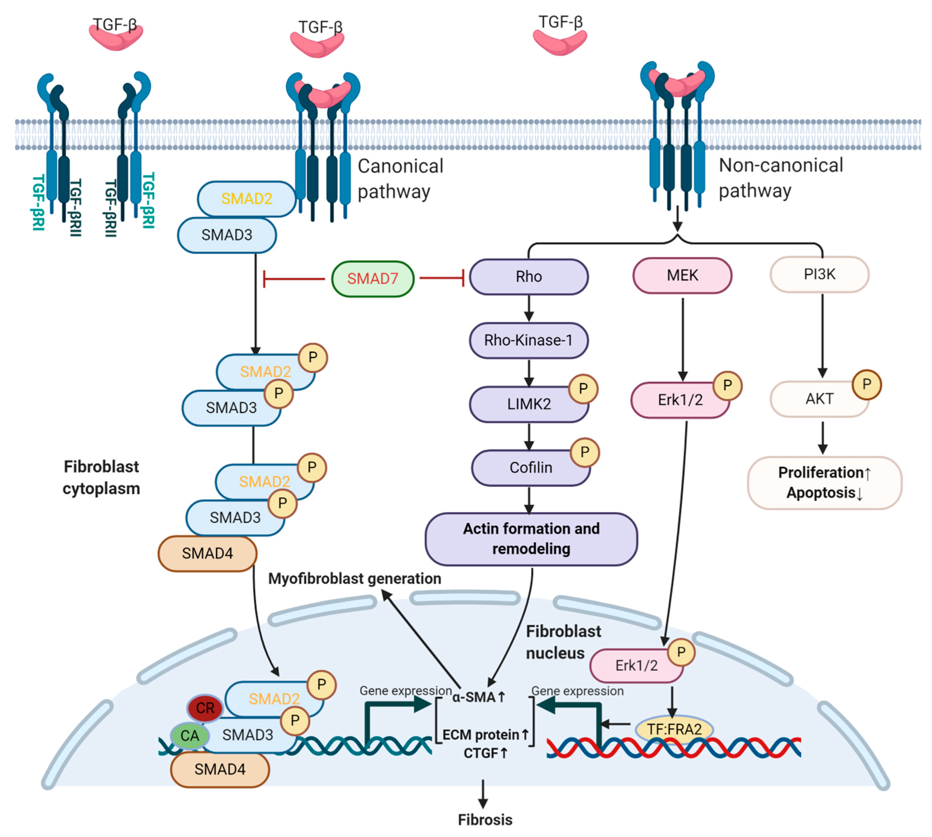 Biomolecules 10 01666 g001 Biomolecules 10 01666 g001