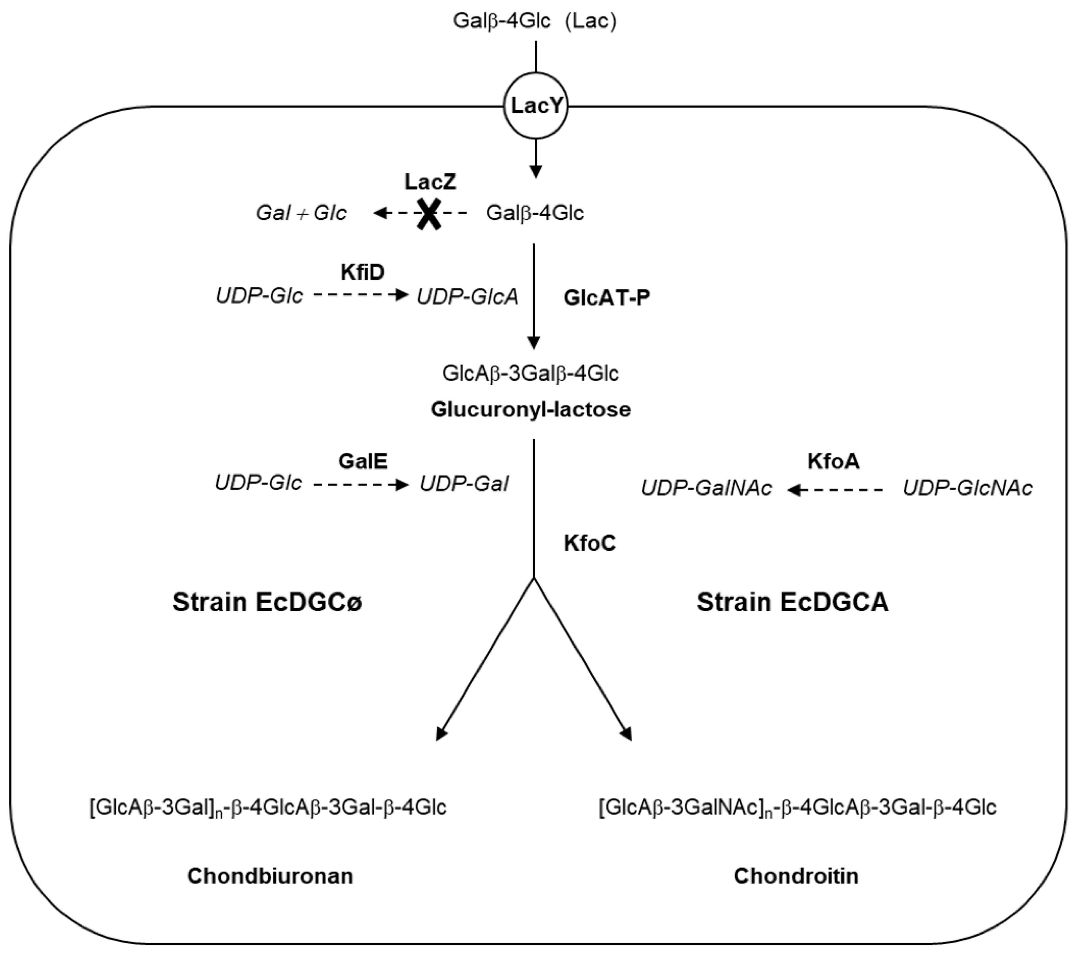Biomolecules 10 01667 g001