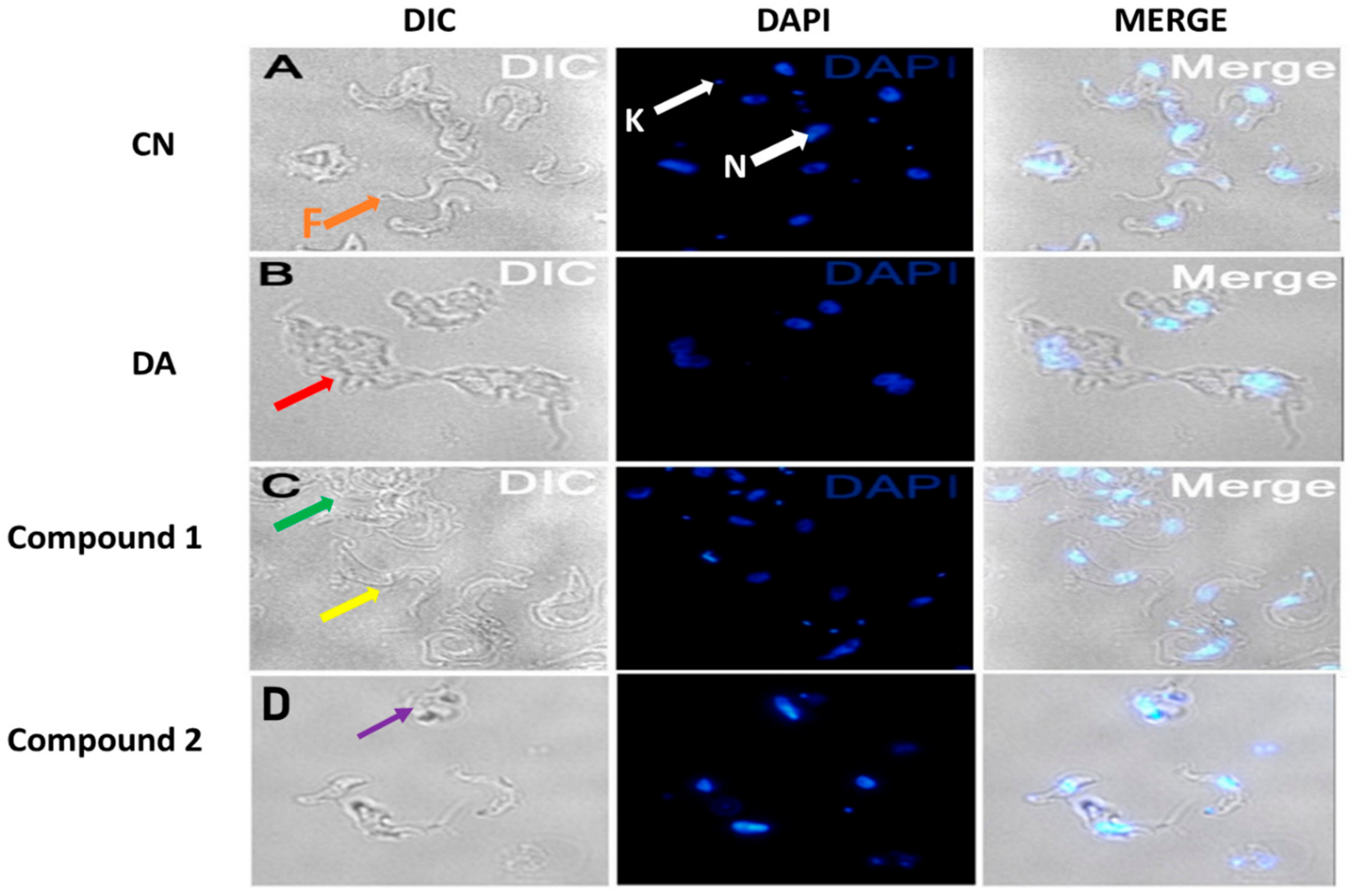 Biomolecules 10 01670 g005 Biomolecules 10 01670 g005