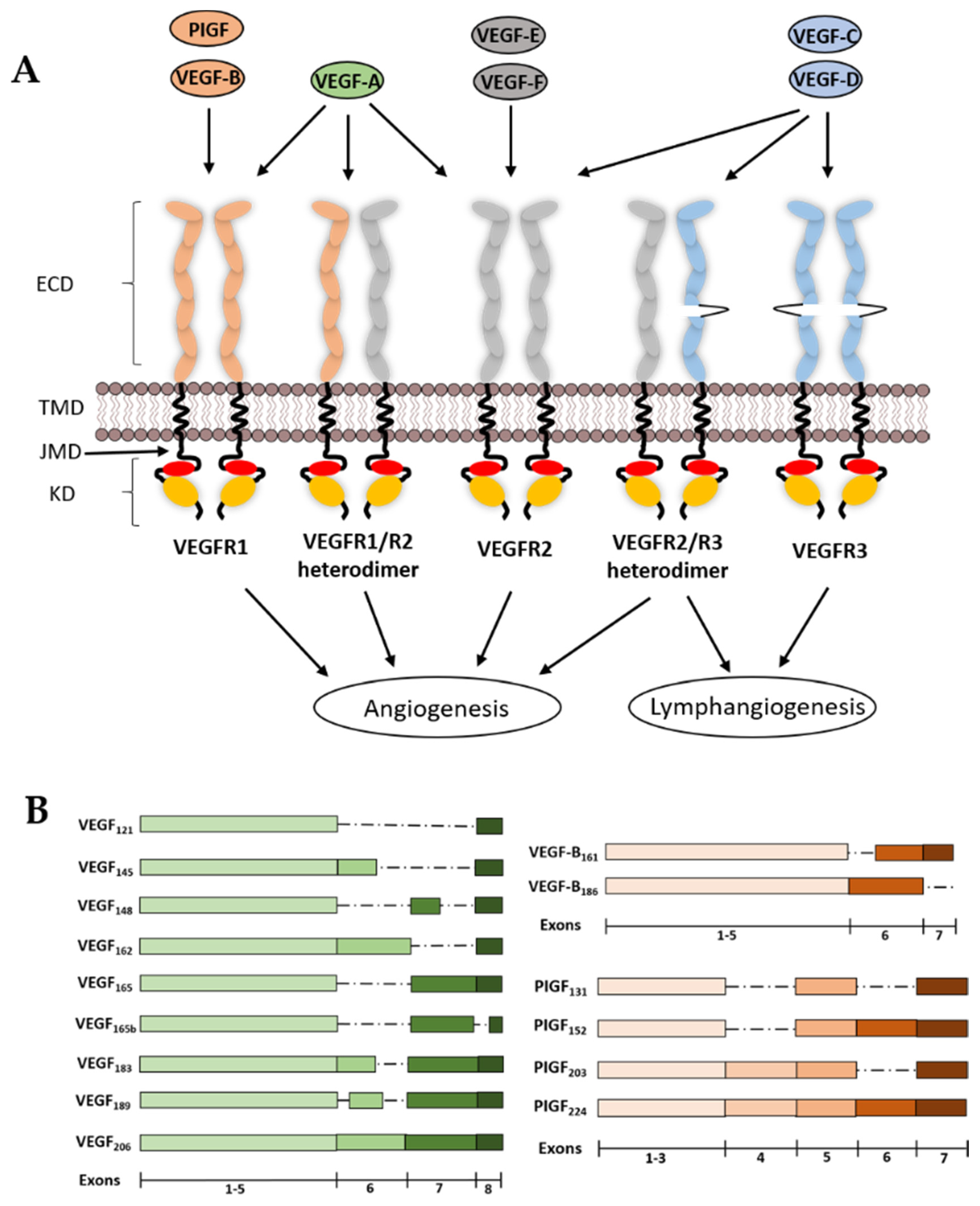 Biomolecules 10 01673 g001
