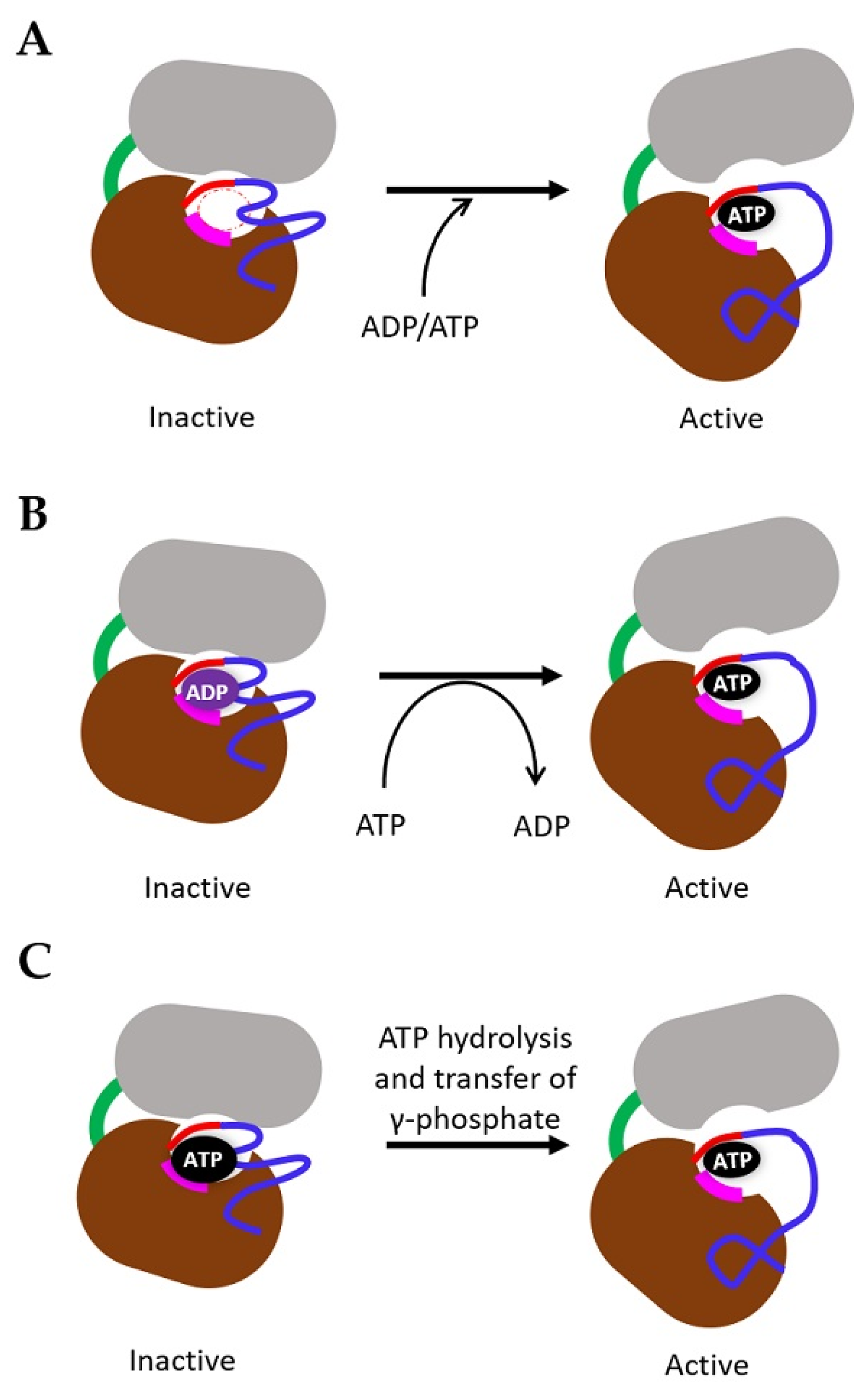 Biomolecules 10 01673 g003