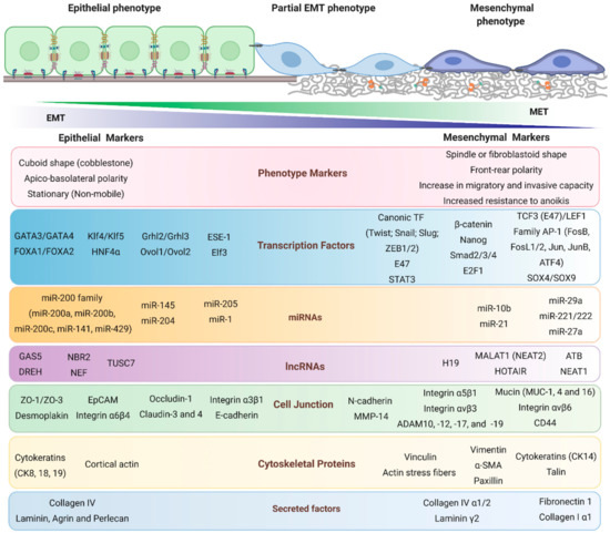 New Actors Driving the Epithelial–Mesenchymal Transition in Cancer