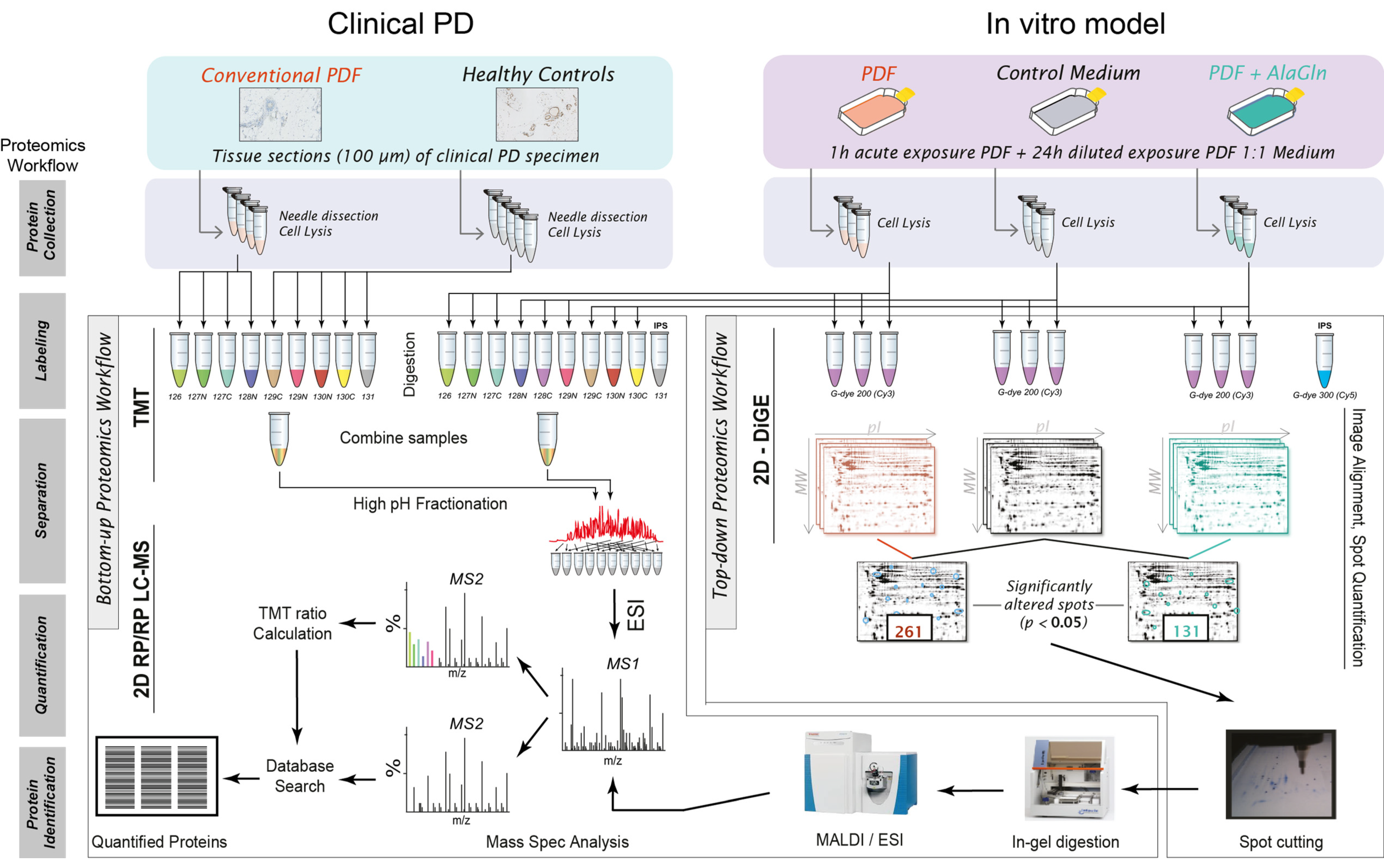 Biomolecules Free Full Text Peritoneal Dialysis Fluid Supplementation With Alanyl Glutamine Attenuates Conventional Dialysis Fluid Mediated Endothelial Cell Injury By Restoring Perturbed Cytoprotective Responses Html