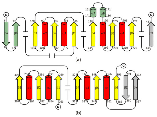 Schematic representations of the architecture of the Rossmann fold. The