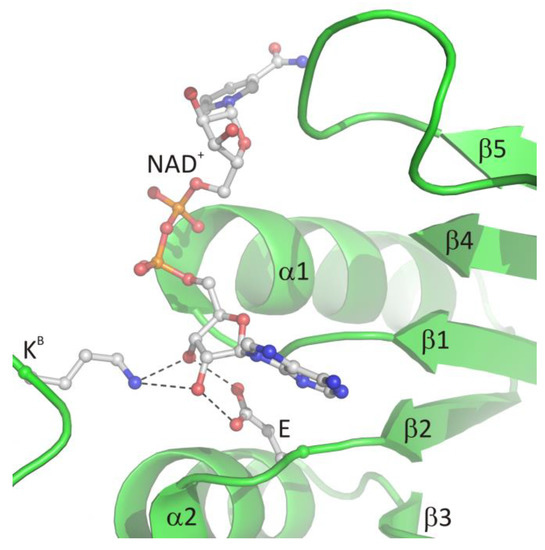 Biomolecules 10 01682 g004 550