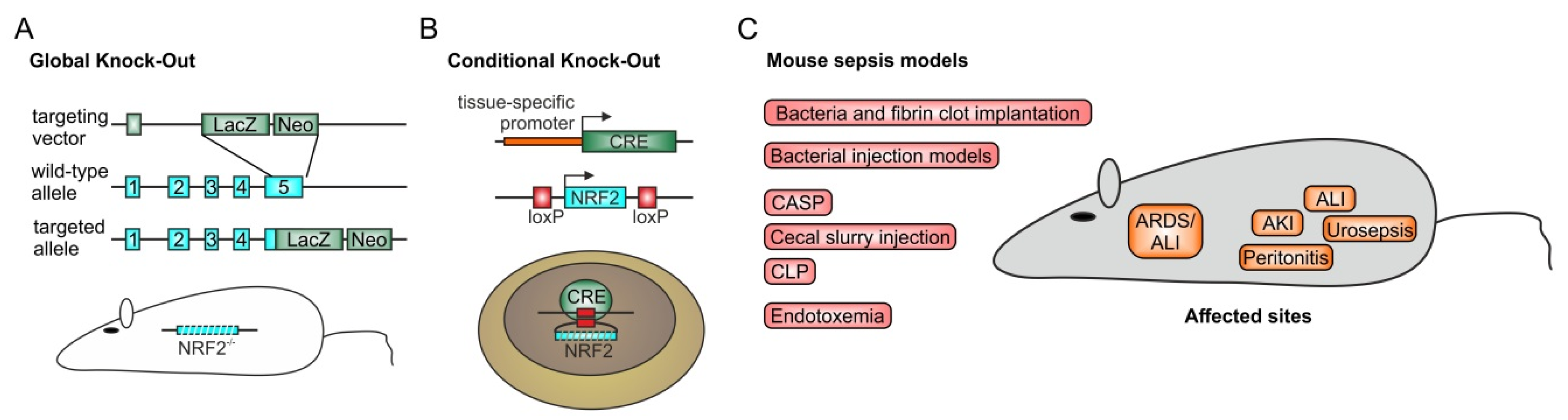 Biomolecules 10 01688 g003
