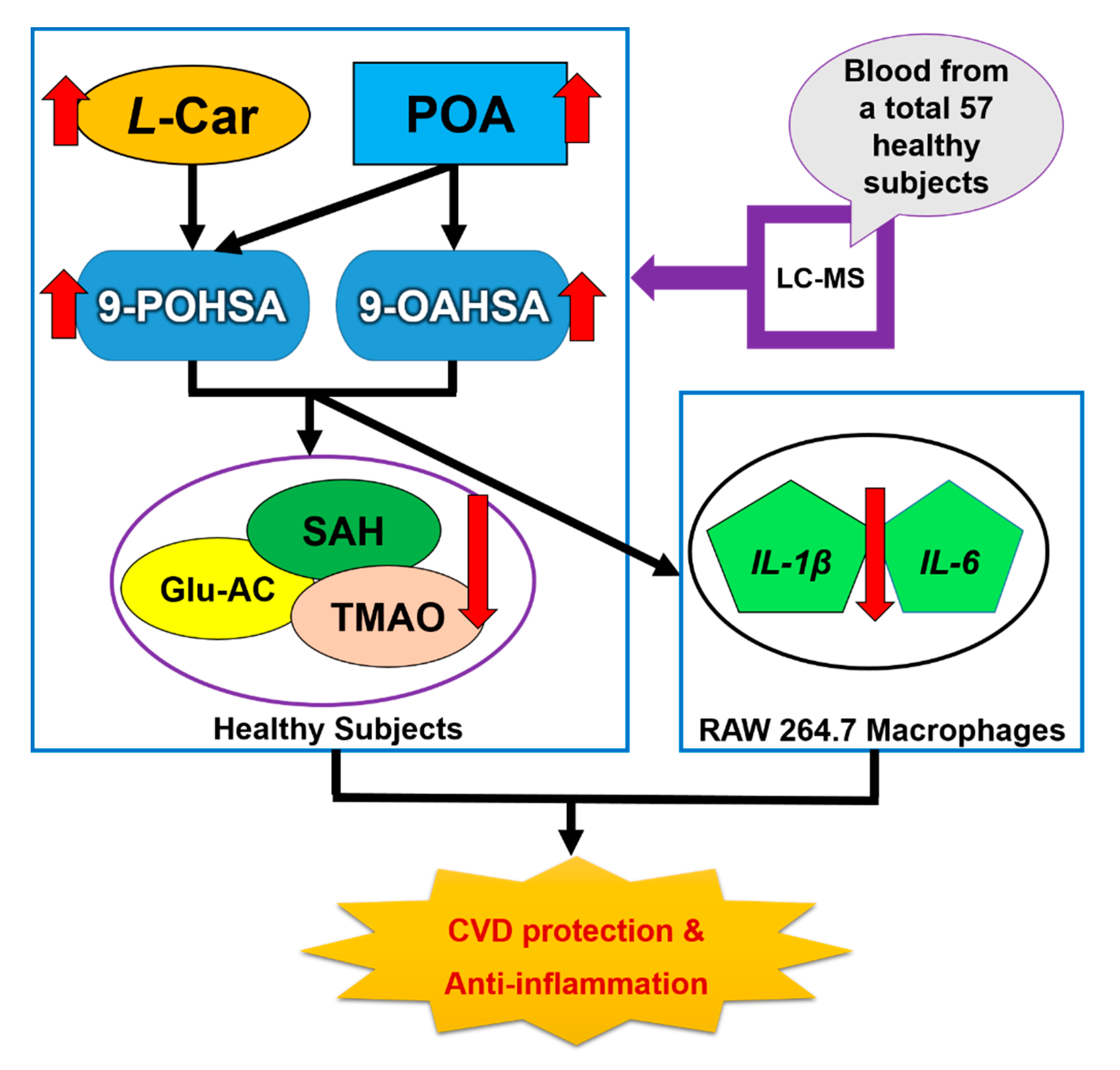 Biomolecules 10 01689 g007 Biomolecules 10 01689 g007