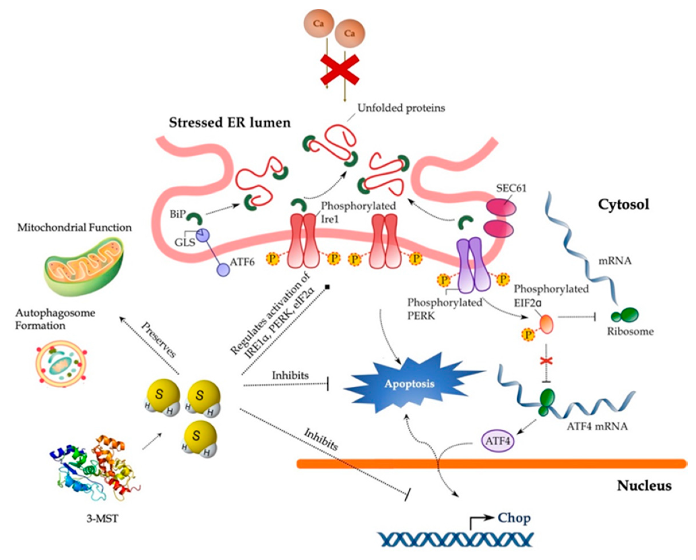 Biomolecules 10 01692 g014 Biomolecules 10 01692 g014