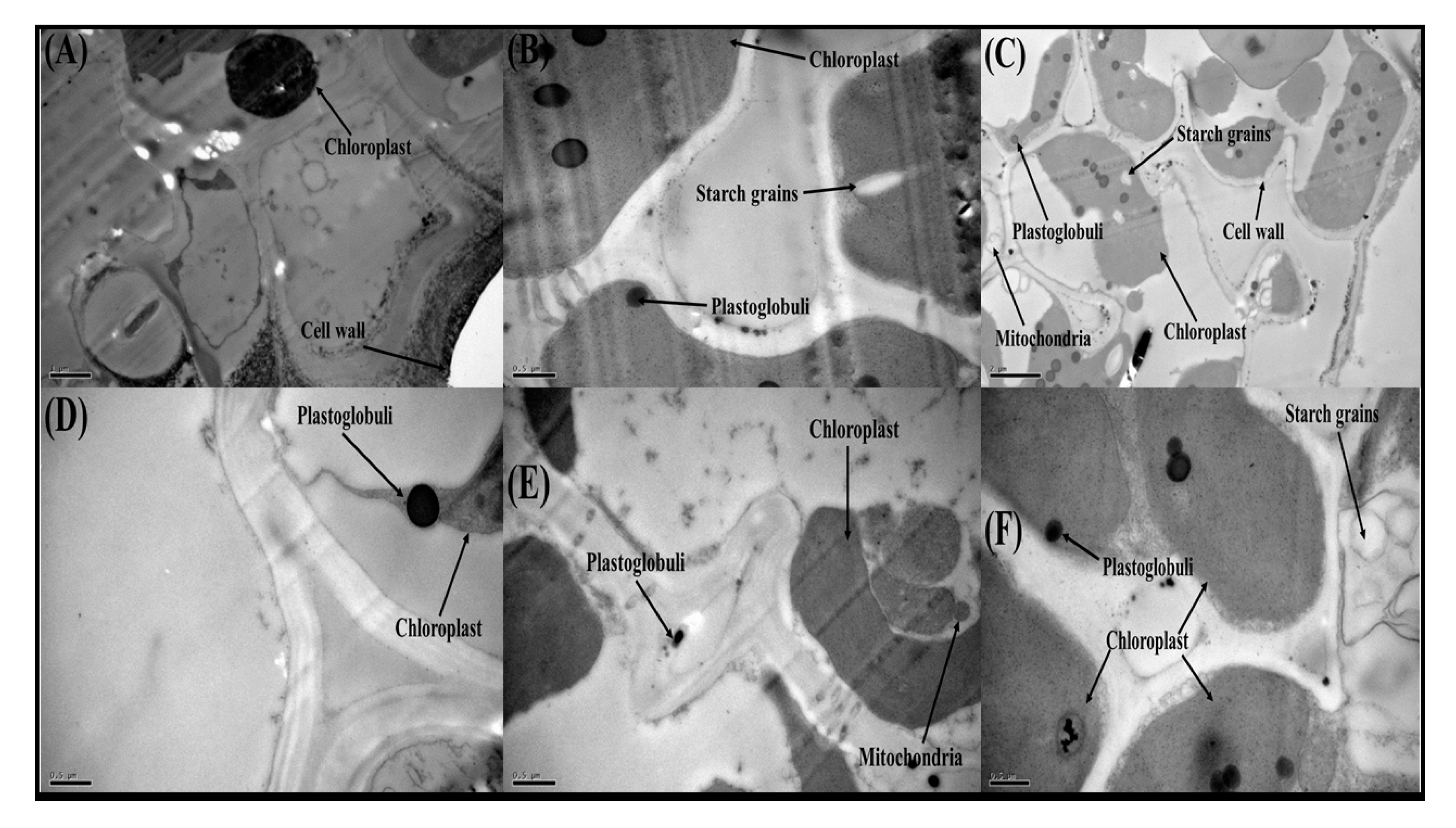 Biomolecules 10 01693 g008 Biomolecules 10 01693 g008