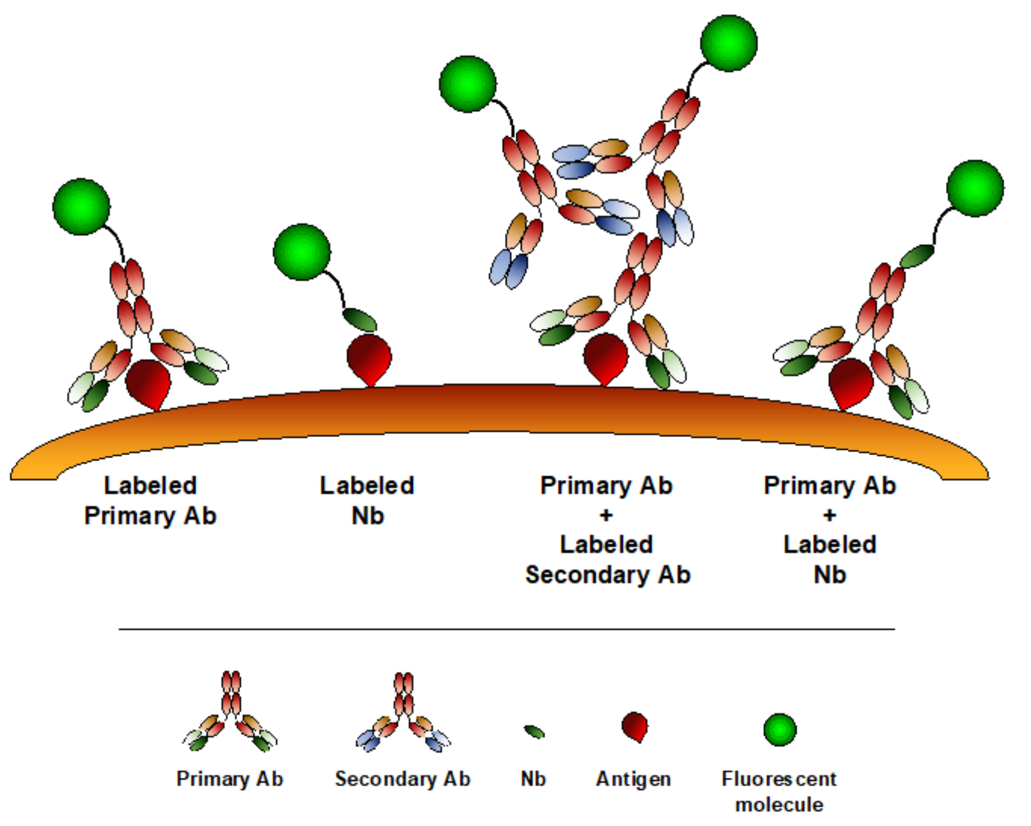 Biomolecules 10 01695 g003 Biomolecules 10 01695 g003