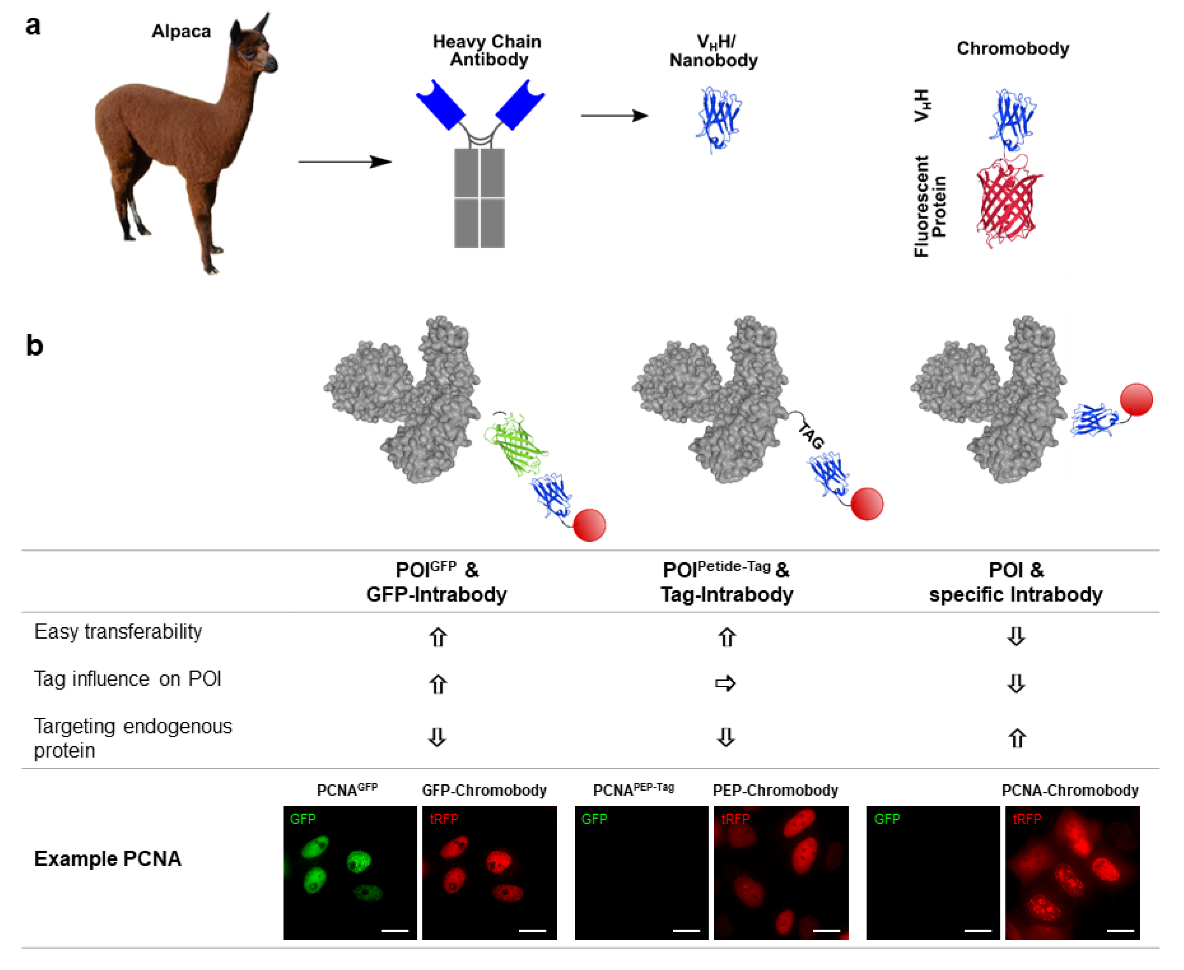 Biomolecules 10 01701 g001 Biomolecules 10 01701 g001