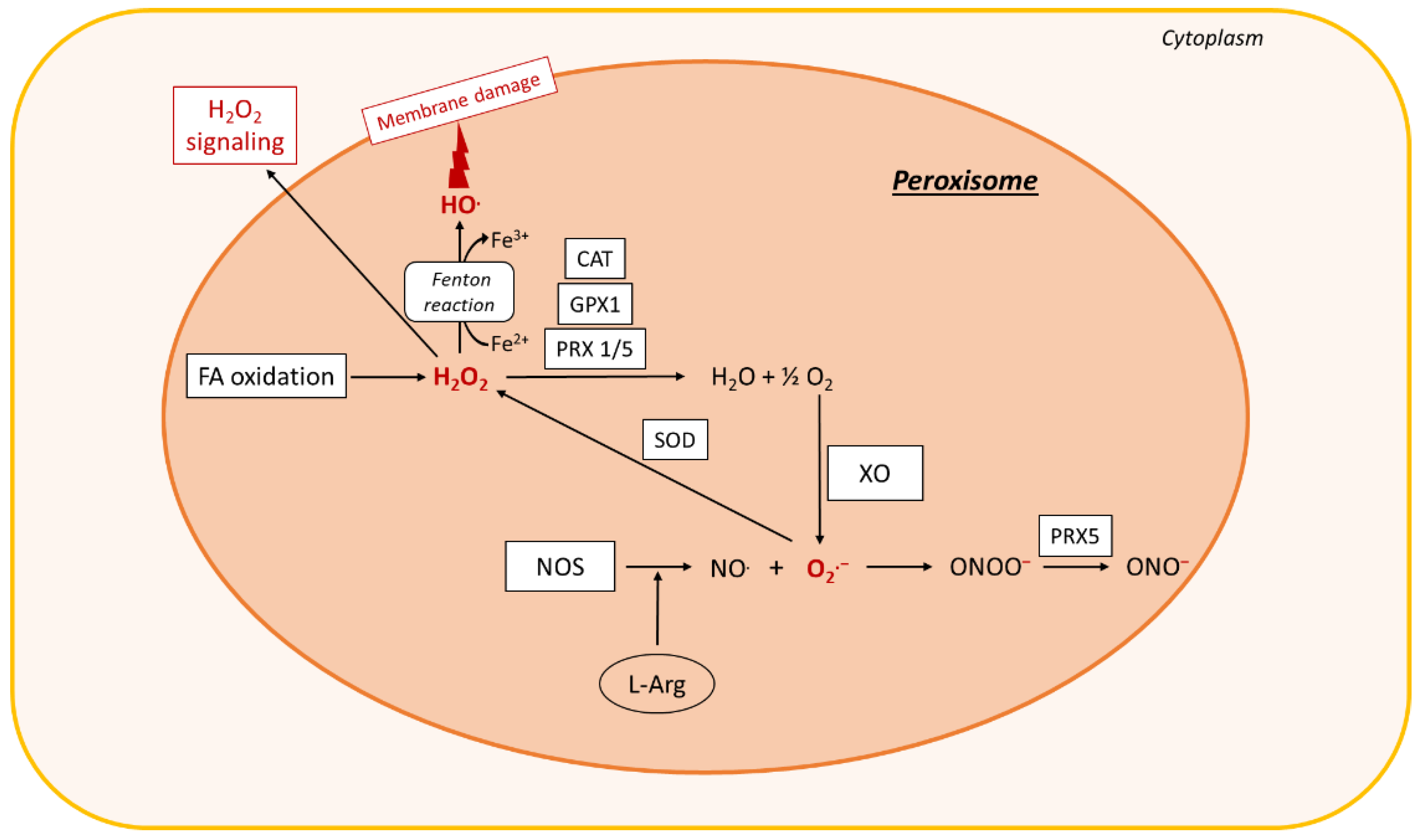 Biomolecules 10 01702 g003