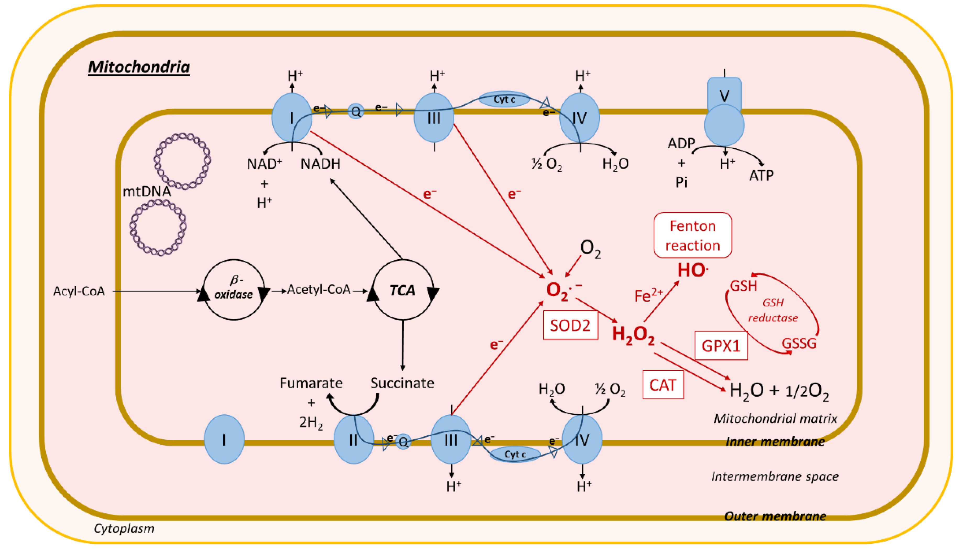 Biomolecules 10 01702 g004