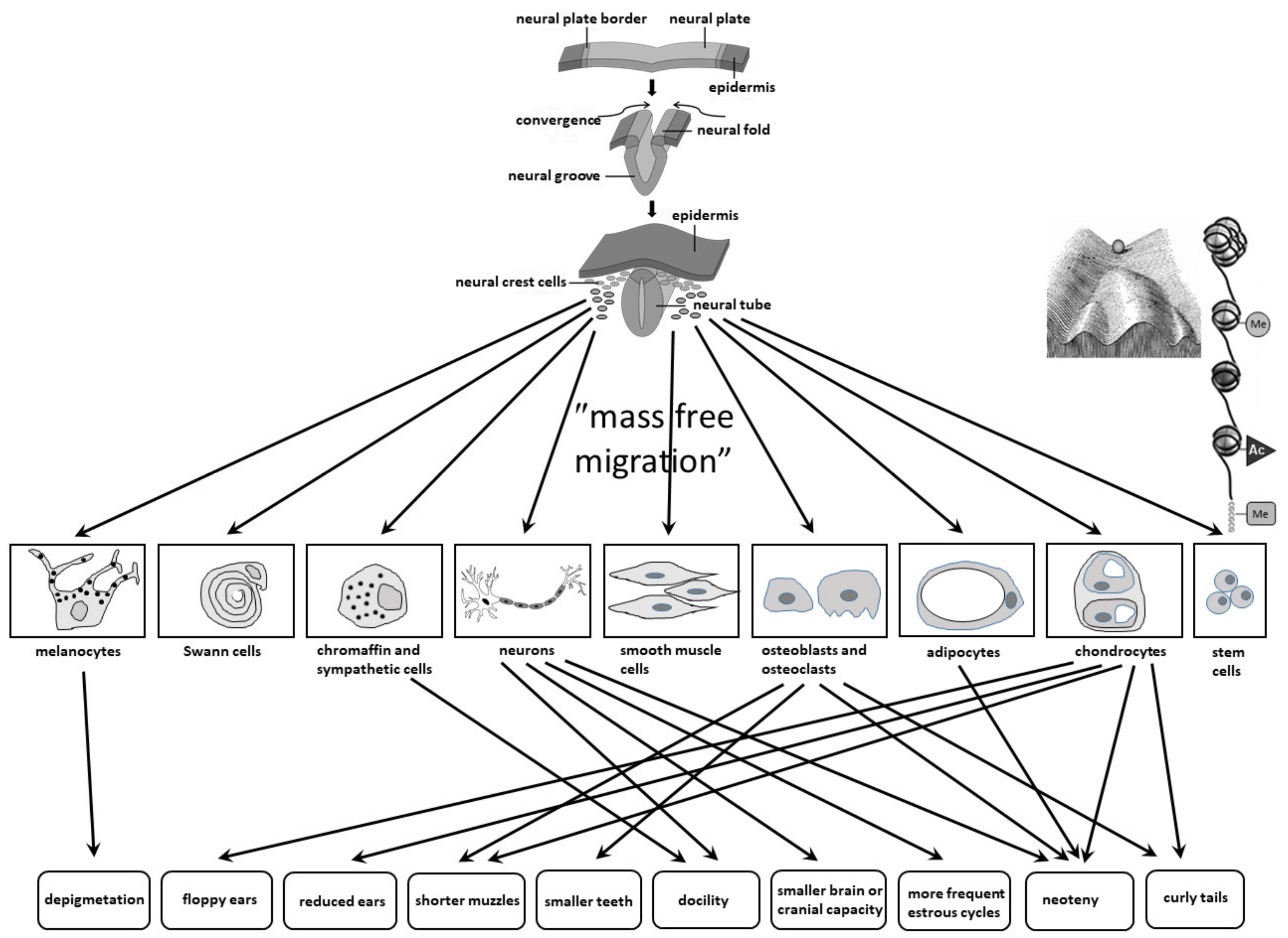 Biomolecules | Free Full-Text | Molecules, Mechanisms, and Disorders of  Self-Domestication: Keys for Understanding Emotional and Social  Communication from an Evolutionary Perspective