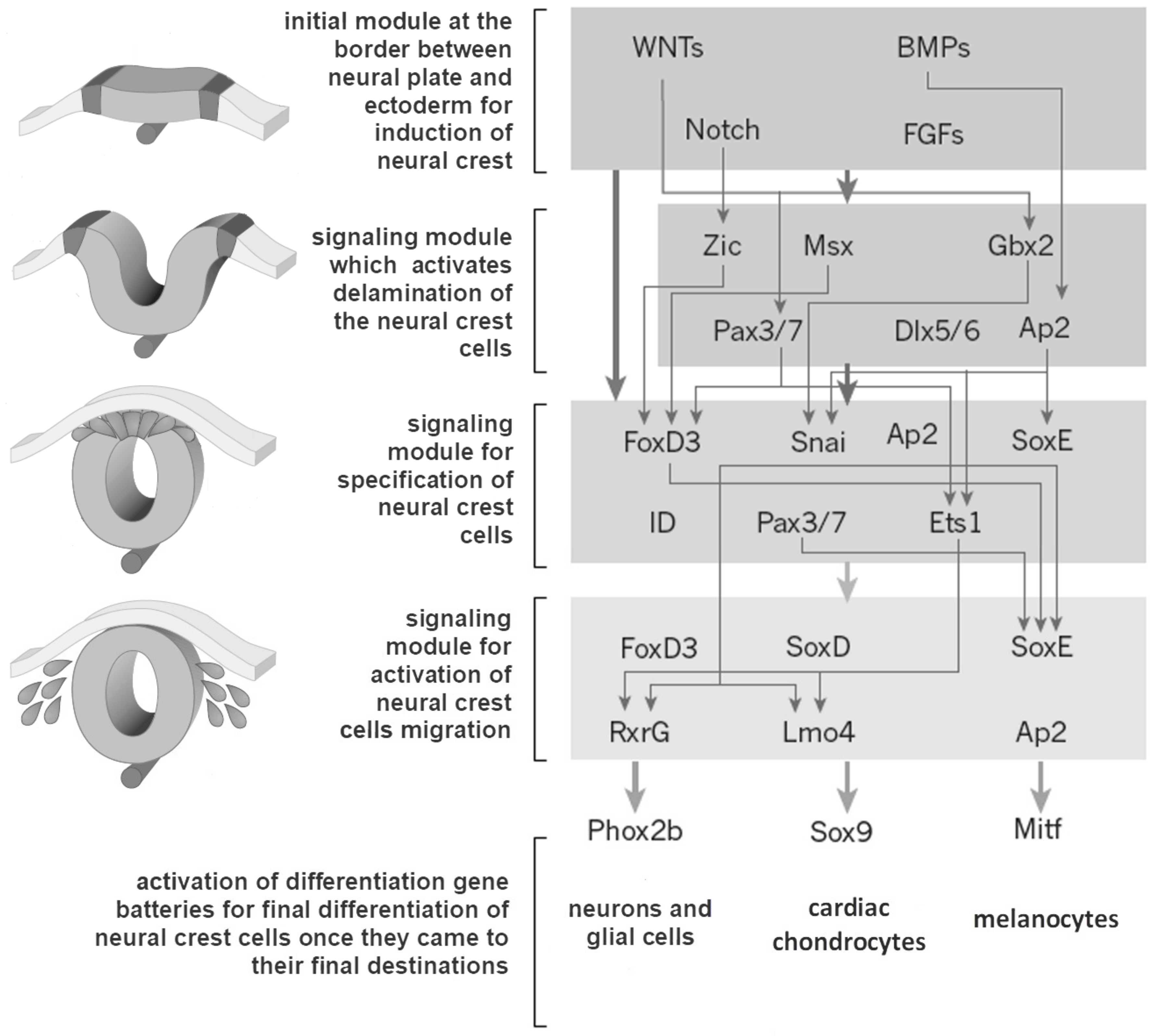 Biomolecules 11 00002 g004