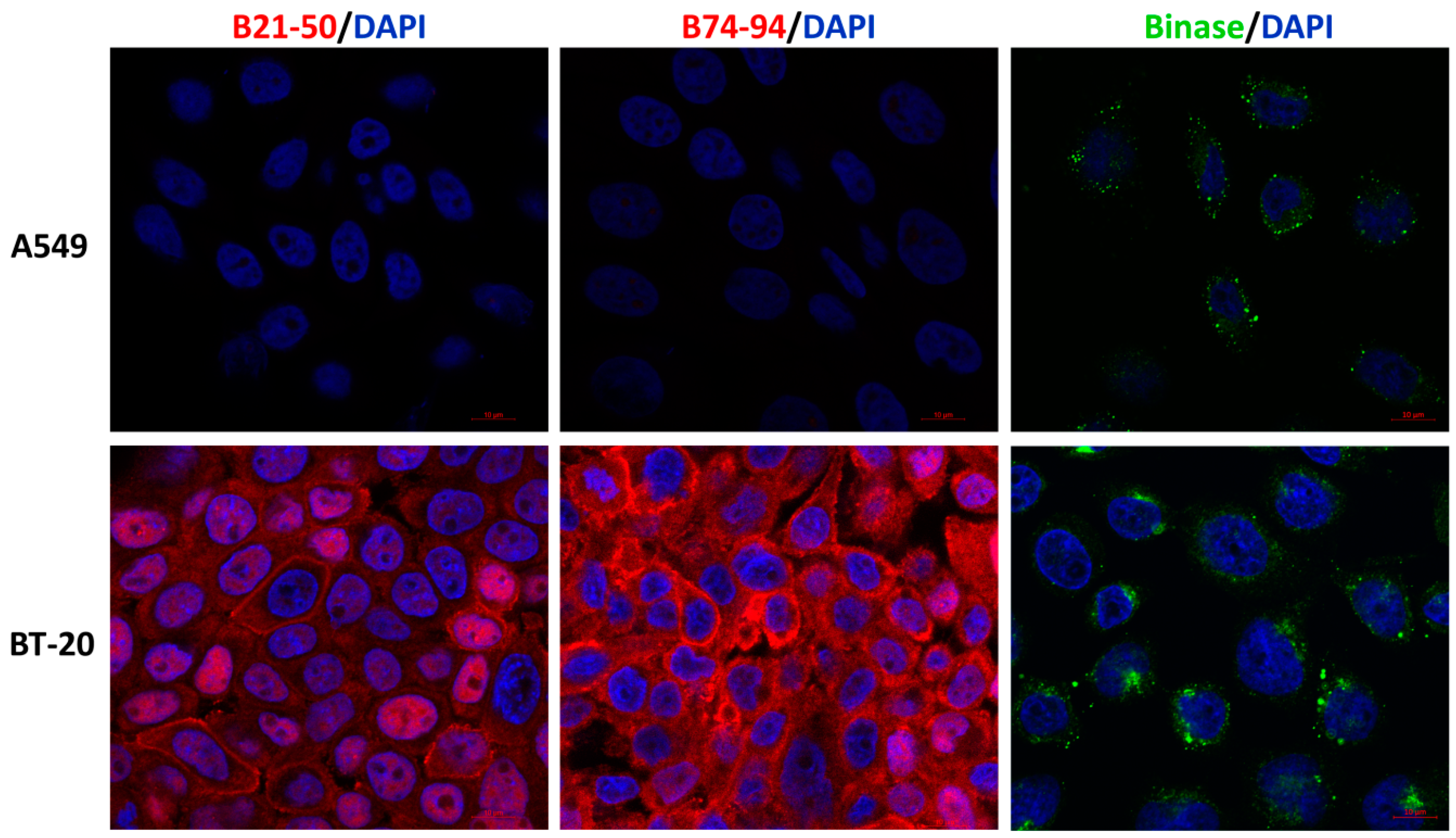 Biomolecules 11 00016 g003 Biomolecules 11 00016 g003