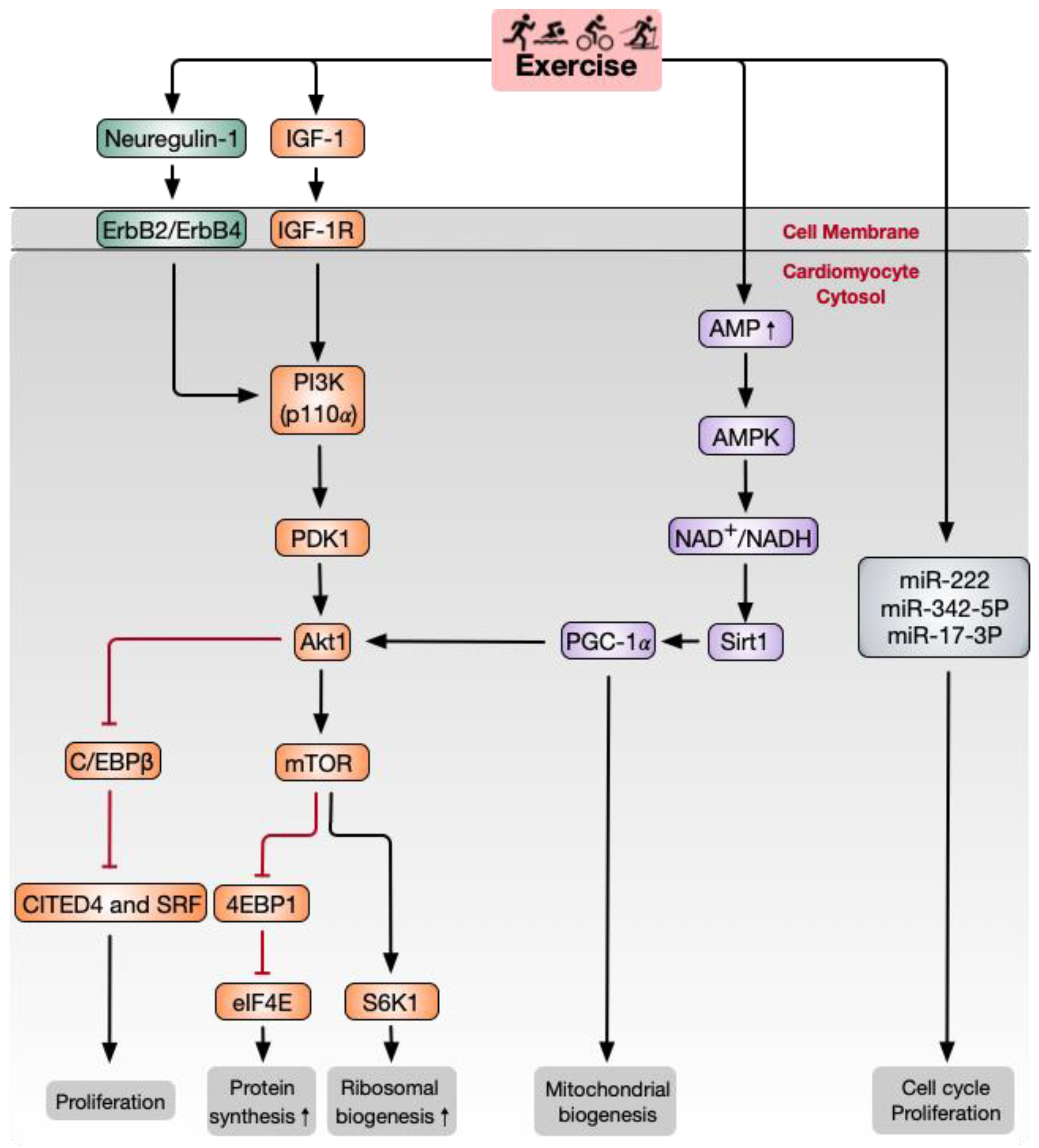 Biomolecules 11 00019 g002
