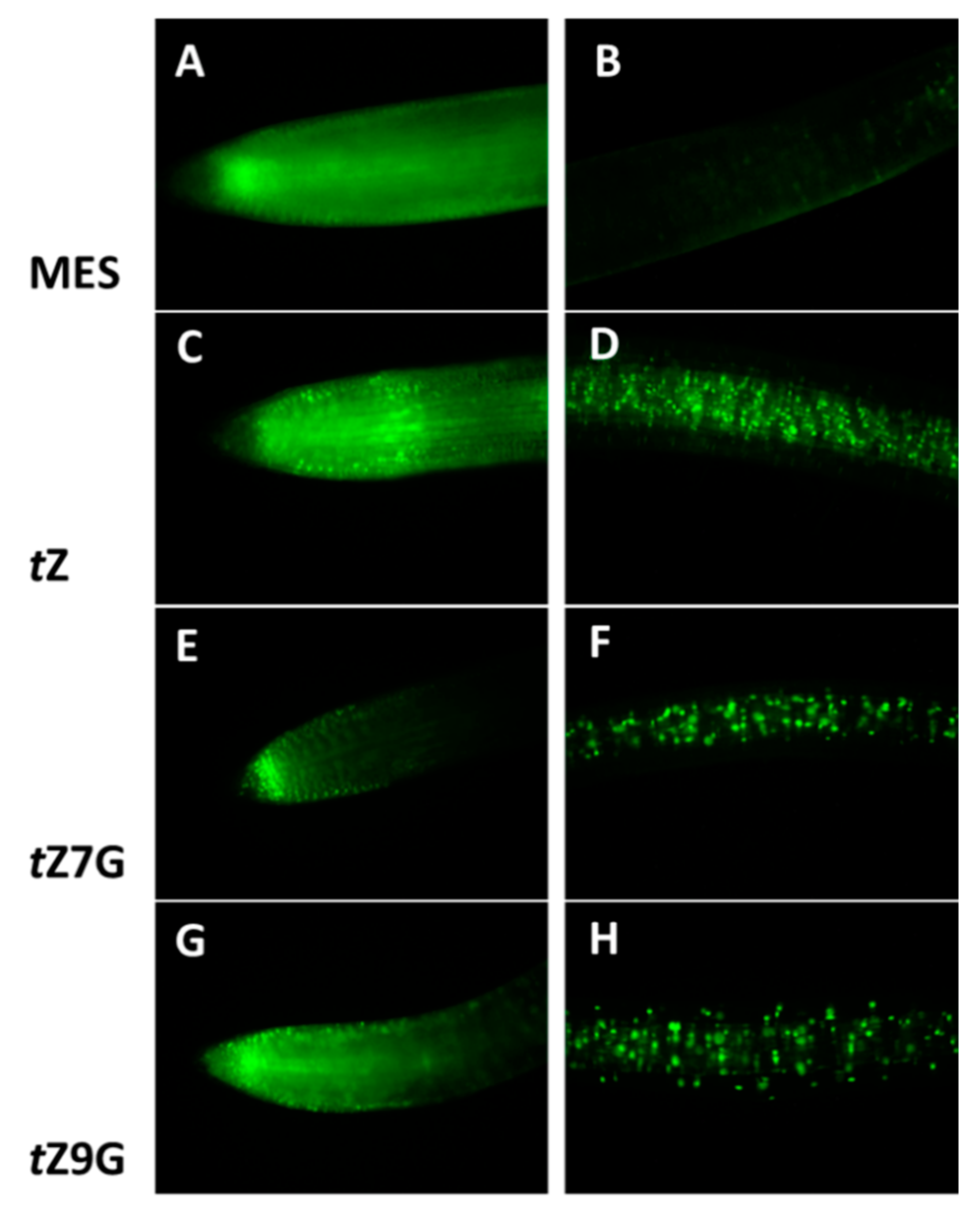 Biomolecules 11 00024 g009