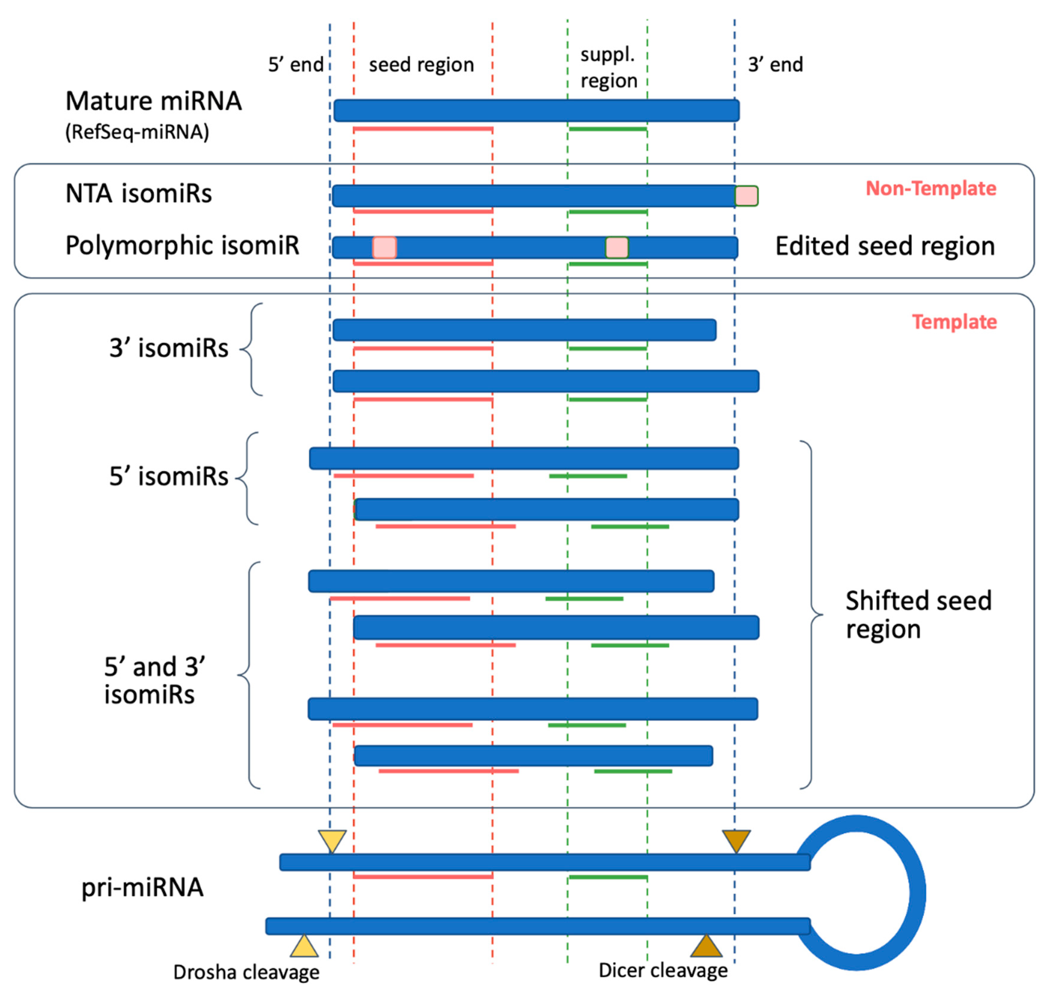 Biomolecules Free Full Text Isomirs Hidden Soldiers In The Mirna Regulatory Army And How To Find Them Html