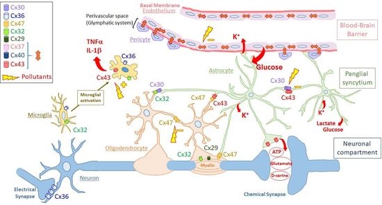Biomolecules Free Full Text Brain Disorders And Chemical Pollutants A Gap Junction Link Html Biomolecules Free Full Text Brain Disorders And Chemical Pollutants A Gap Junction Link Html