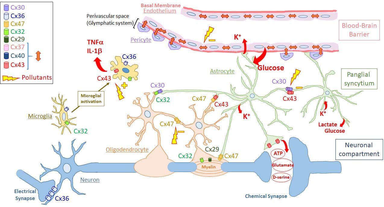 Biomolecules Free Full Text Brain Disorders And Chemical Pollutants A Gap Junction Link Html Biomolecules Free Full Text Brain Disorders And Chemical Pollutants A Gap Junction Link Html