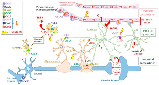 Biomolecules Free Full Text Brain Disorders And Chemical Pollutants A Gap Junction Link Html Biomolecules Free Full Text Brain Disorders And Chemical Pollutants A Gap Junction Link Html