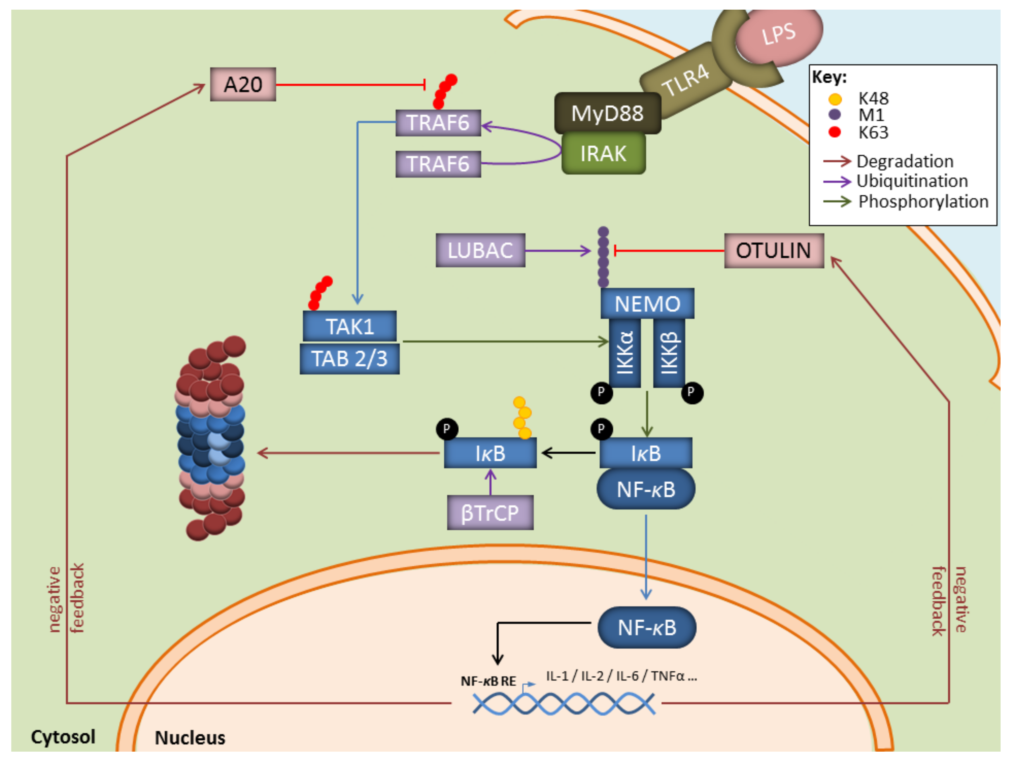 Biomolecules 11 00060 g002 Biomolecules 11 00060 g002