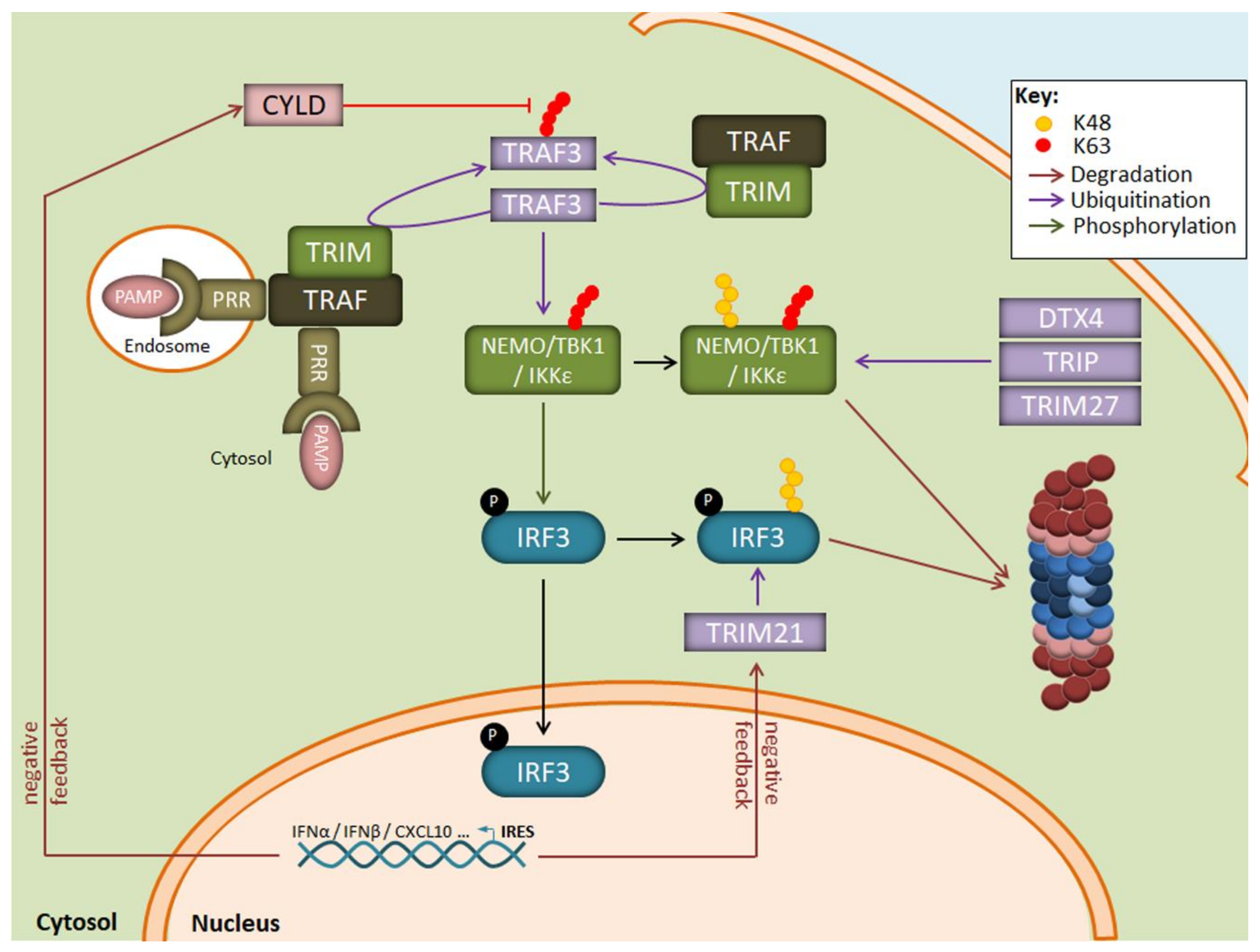 Biomolecules 11 00060 g003 Biomolecules 11 00060 g003