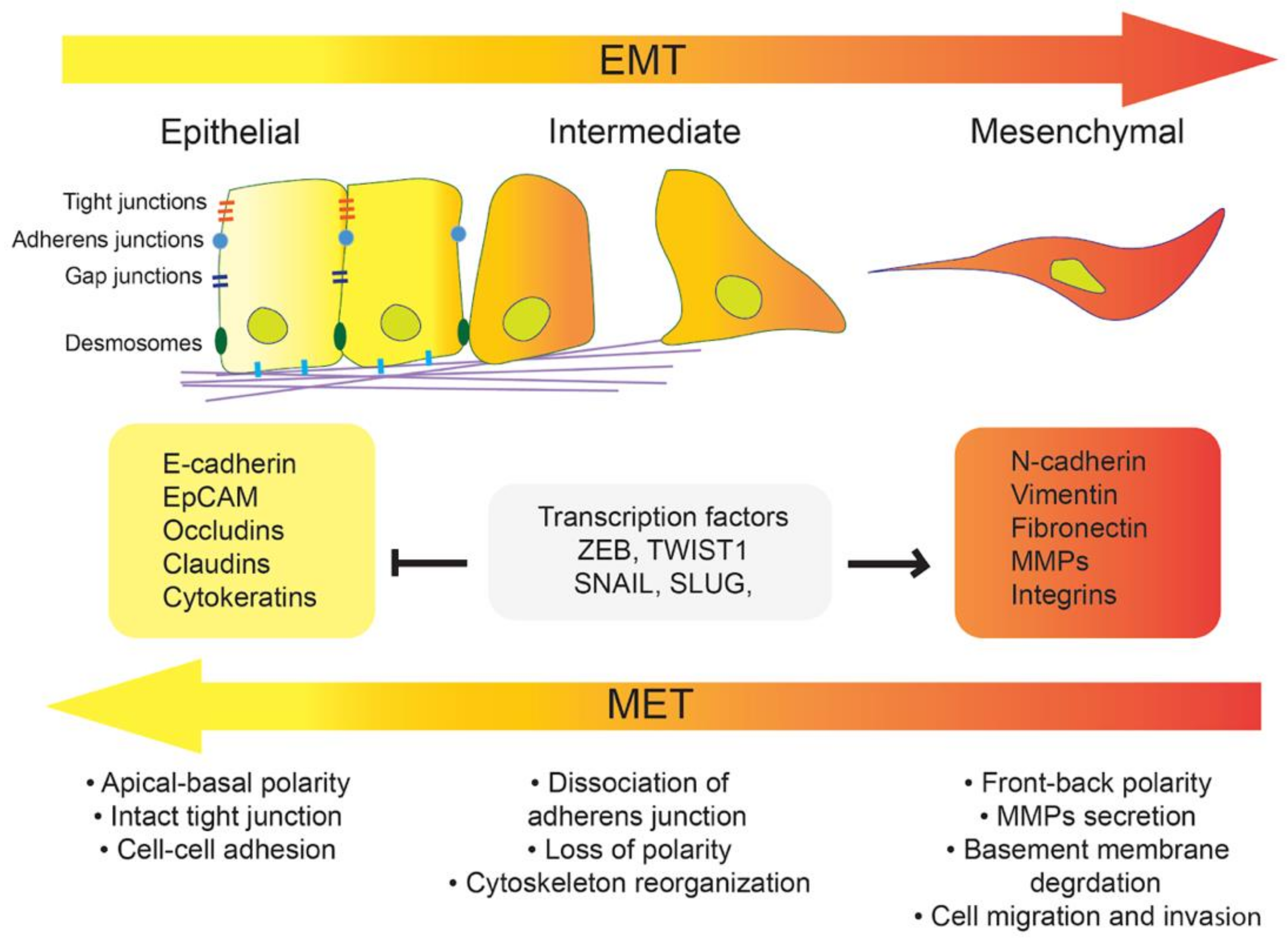 Biomolecules 11 00062 g001