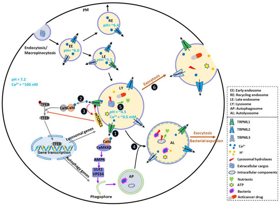 Biomolecules 11 00065 g001 550