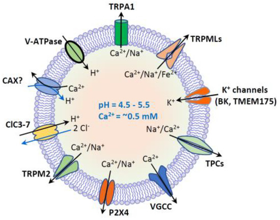 Biomolecules 11 00065 g002 550