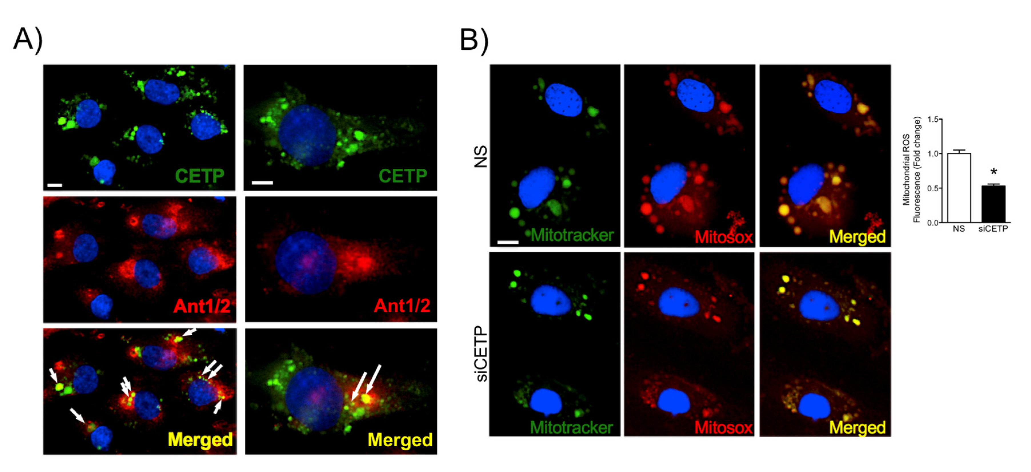 Biomolecules 11 00069 g005