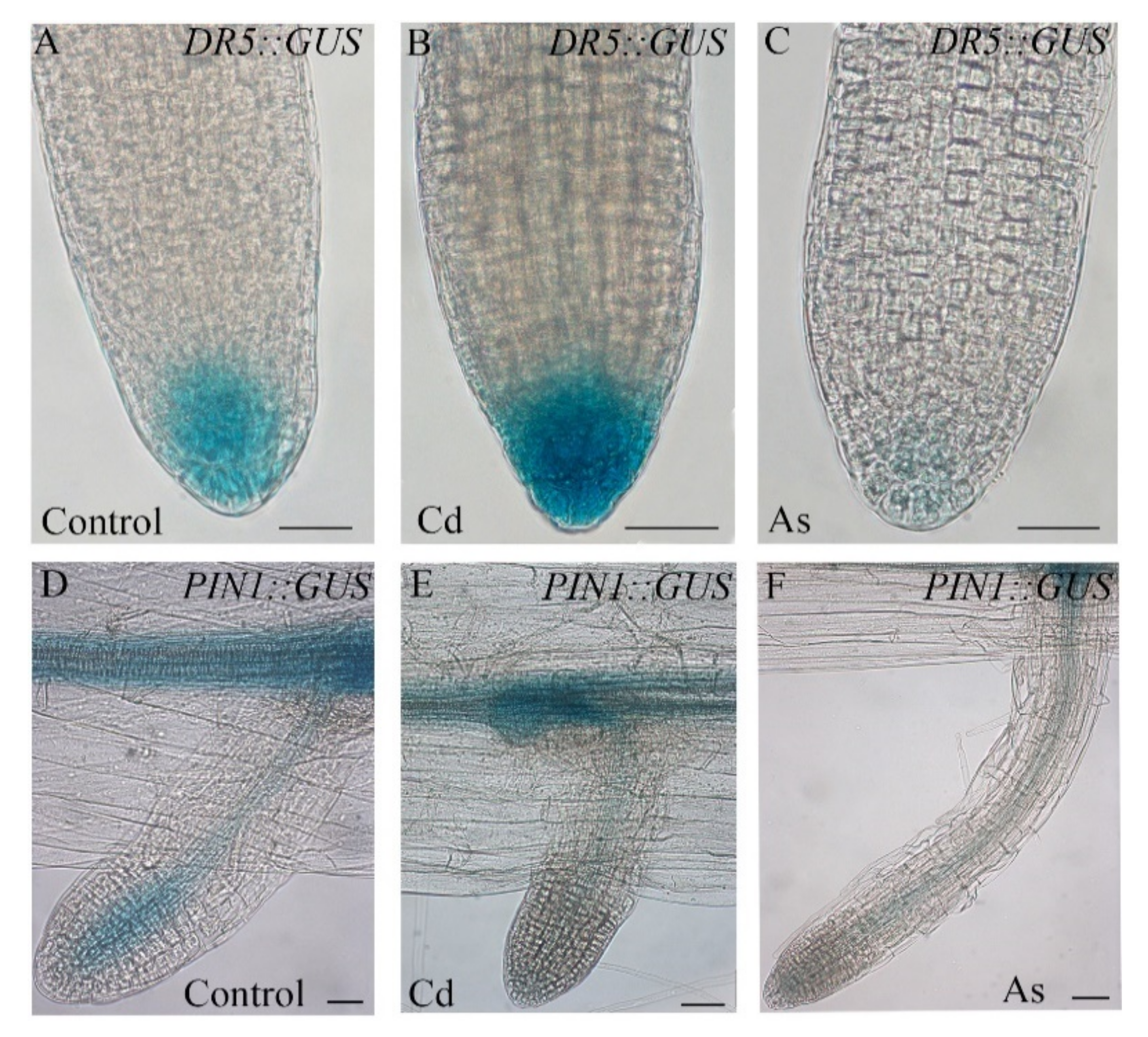 Biomolecules 11 00077 g002