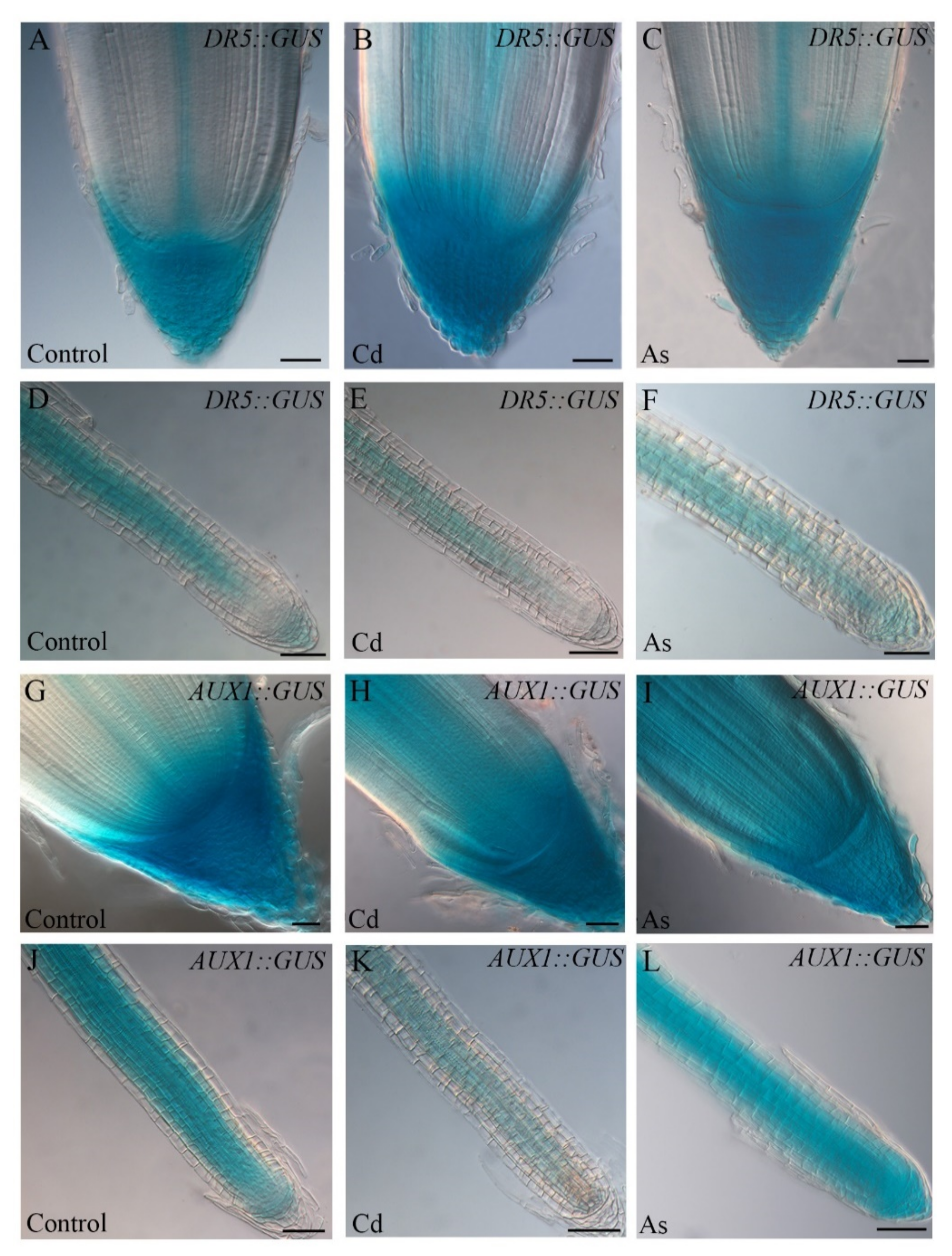 Biomolecules 11 00077 g003