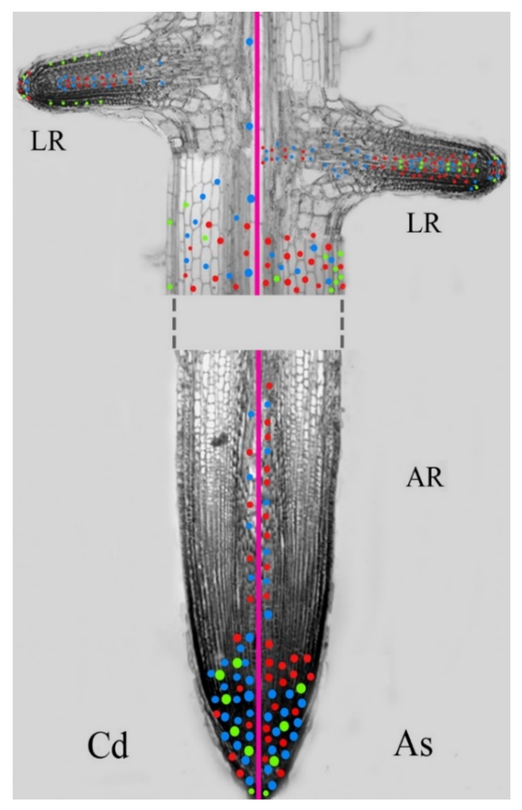 Biomolecules 11 00077 g004