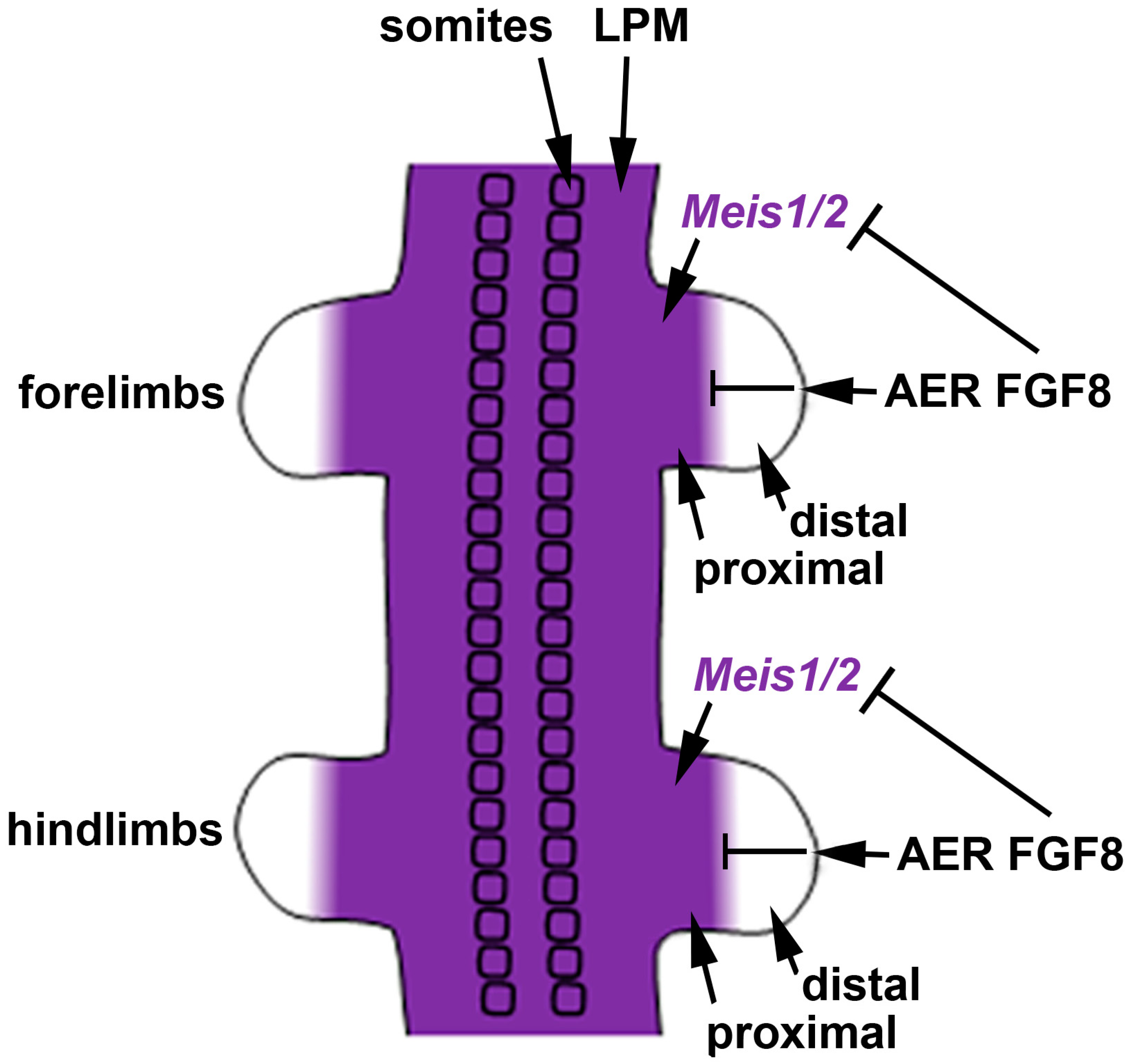 Biomolecules 11 00080 g003 Biomolecules 11 00080 g003