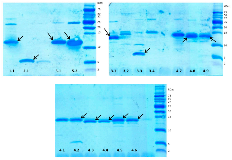Biomolecules 11 00083 g002 Biomolecules 11 00083 g002